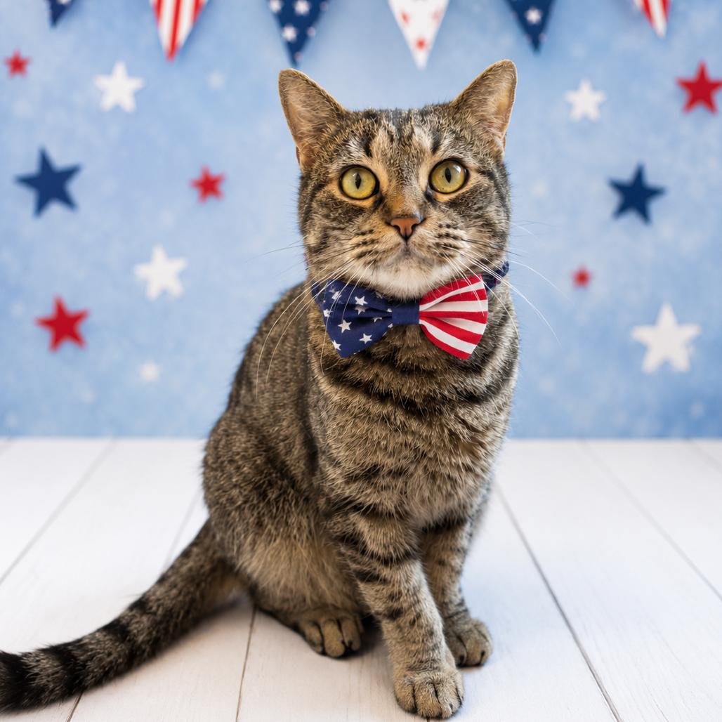 Pavilion, Adoptable, Adult Female Domestic Short Hair & Domestic Short Hair.