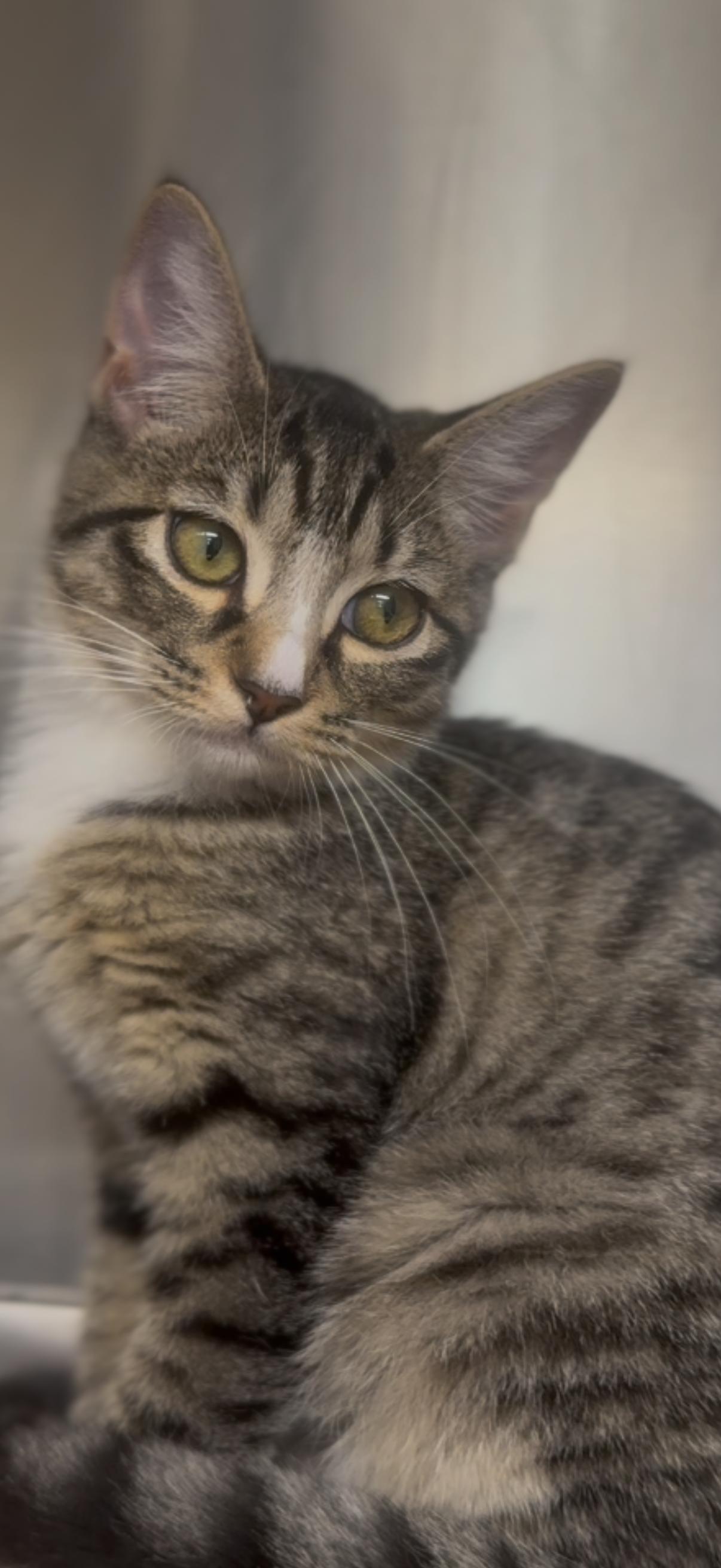 Sally, an adoptable Tabby in Shasta Lake, CA, 96019 | Photo Image 1