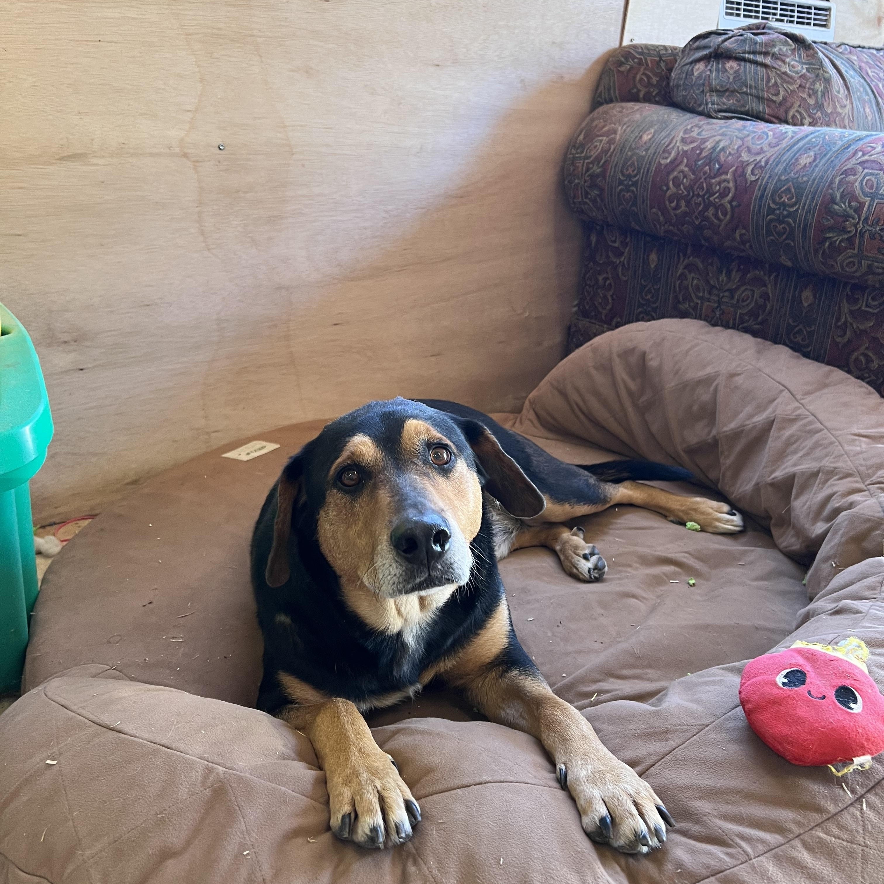 Enlarge Kobe, a Adoptable mixed breed in Tracy City , TN image 1/3