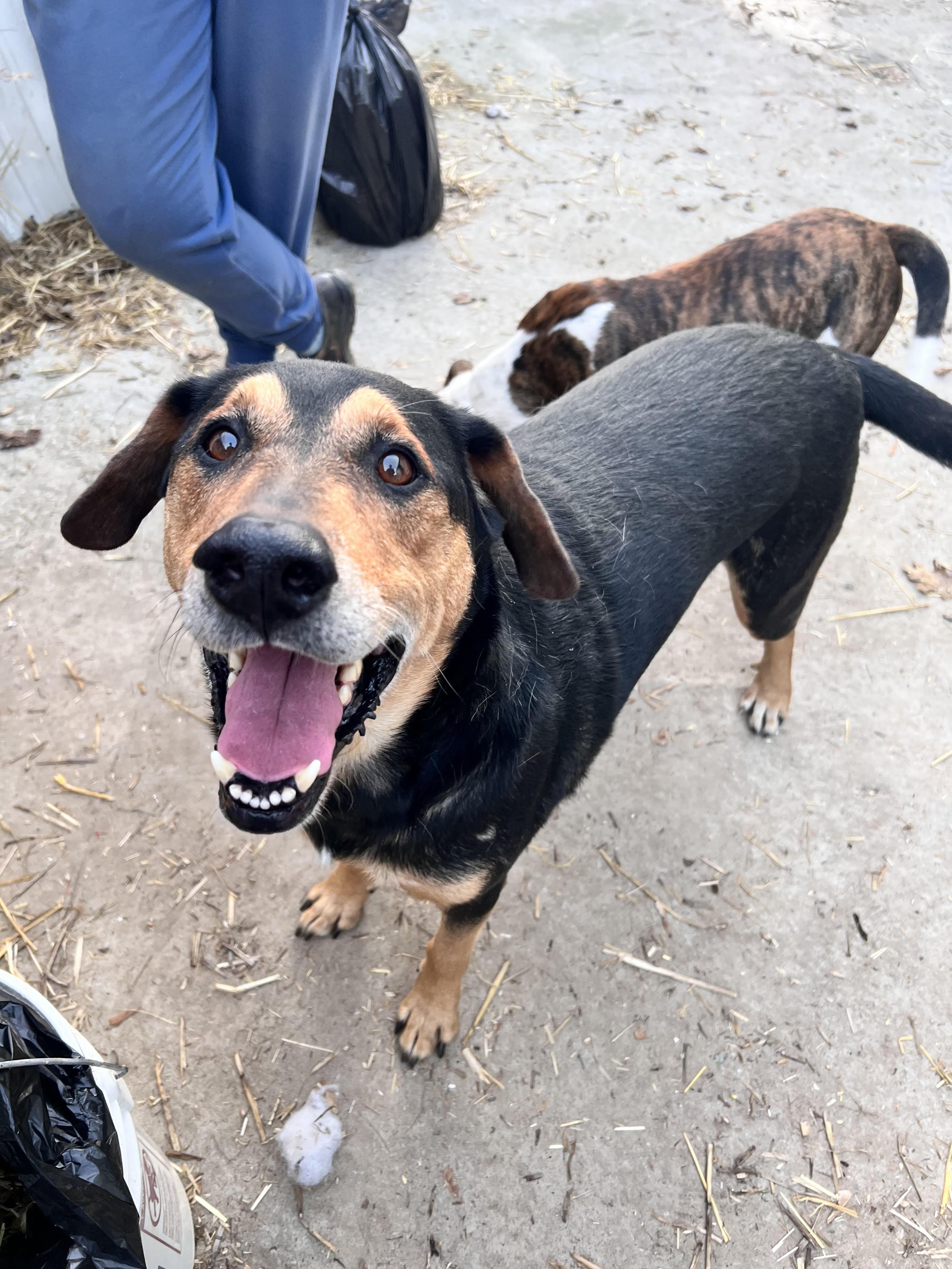 Kobe, Adoptable, Adult Male Shepherd & Hound.