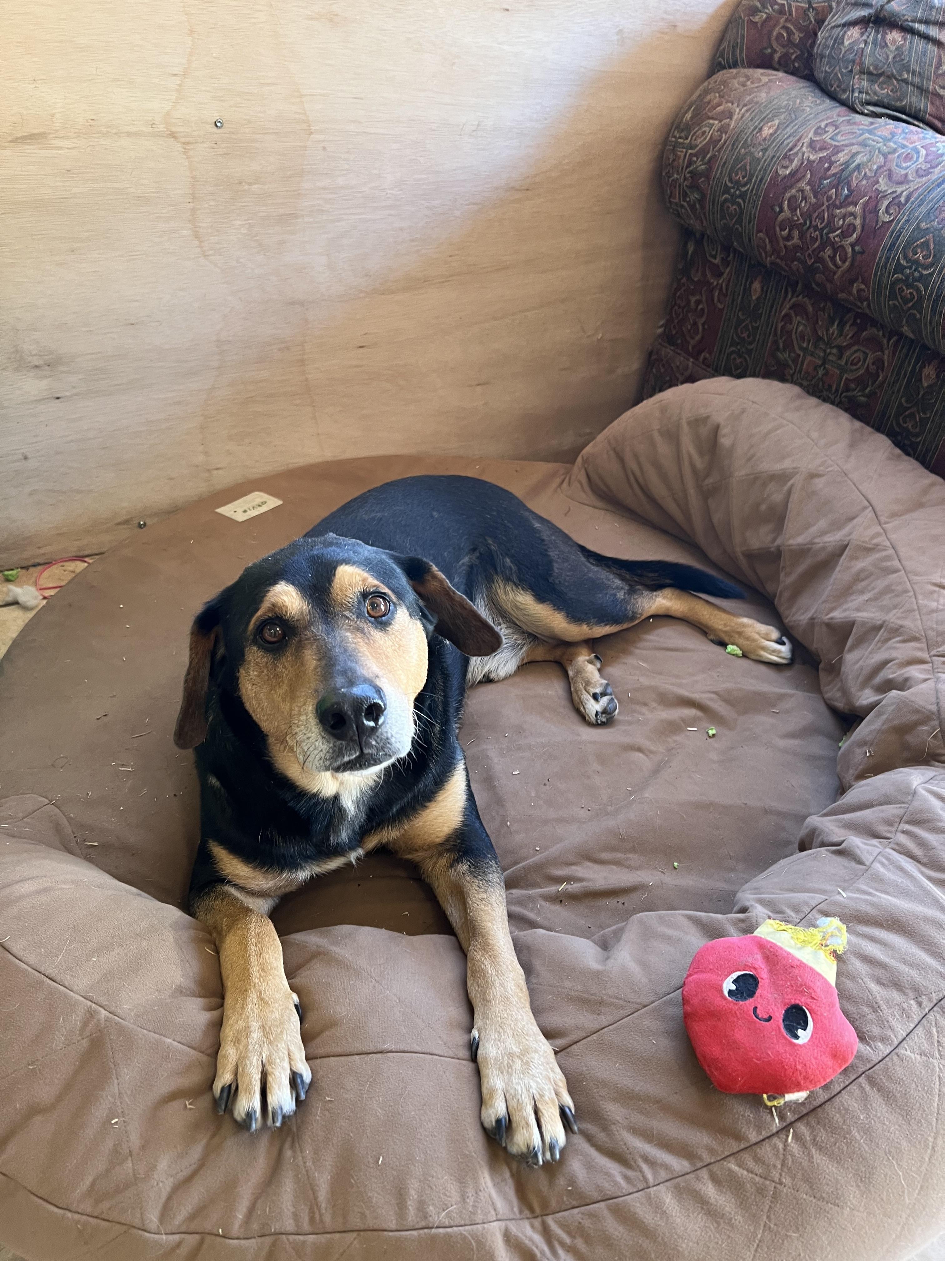 Enlarge Kobe, a Adoptable mixed breed in Tracy City , TN image 2/3