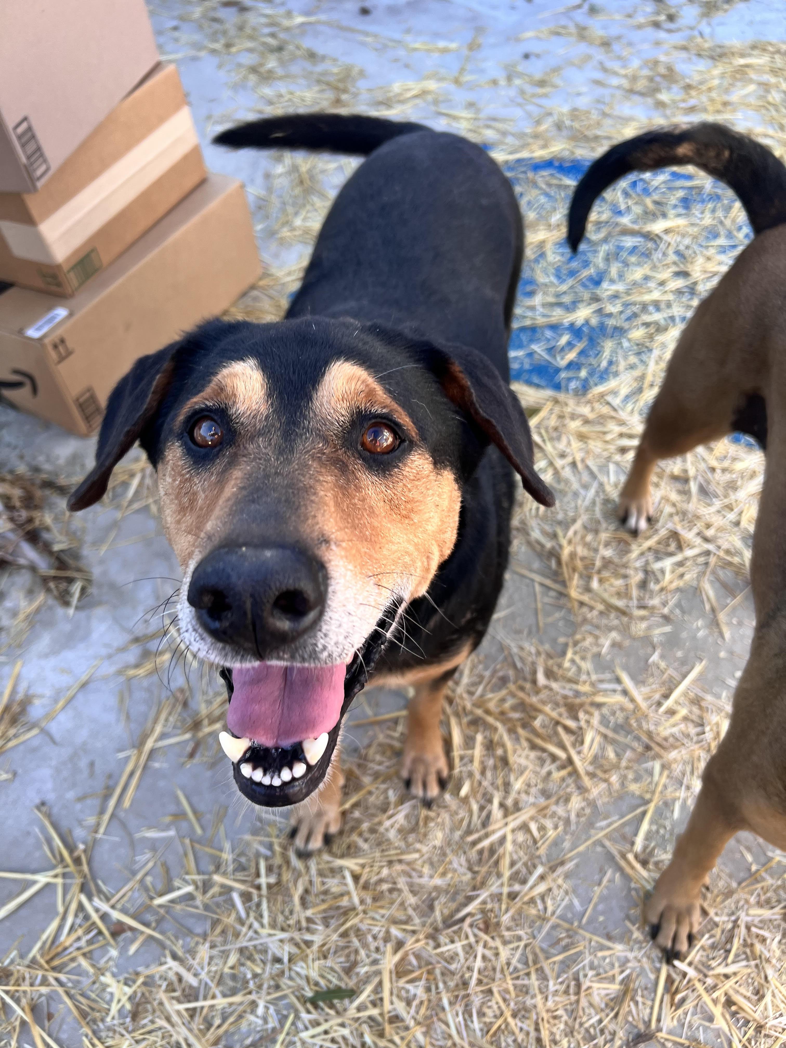 Enlarge Kobe, a Adoptable mixed breed in Tracy City , TN image 3/3