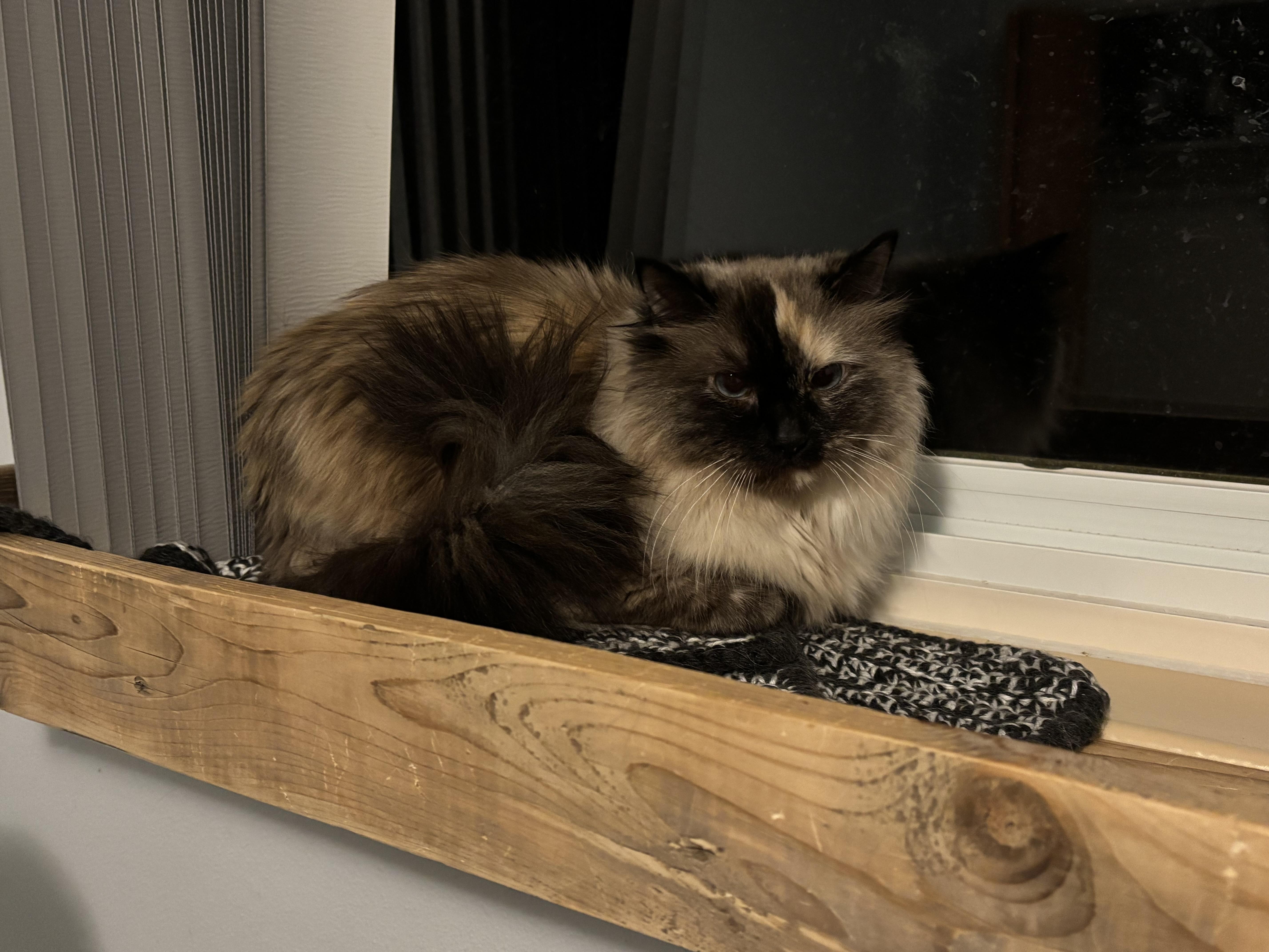 Enlarge Yuki, a ADOPTABLE mixed breed in Denver, CO image 2/2