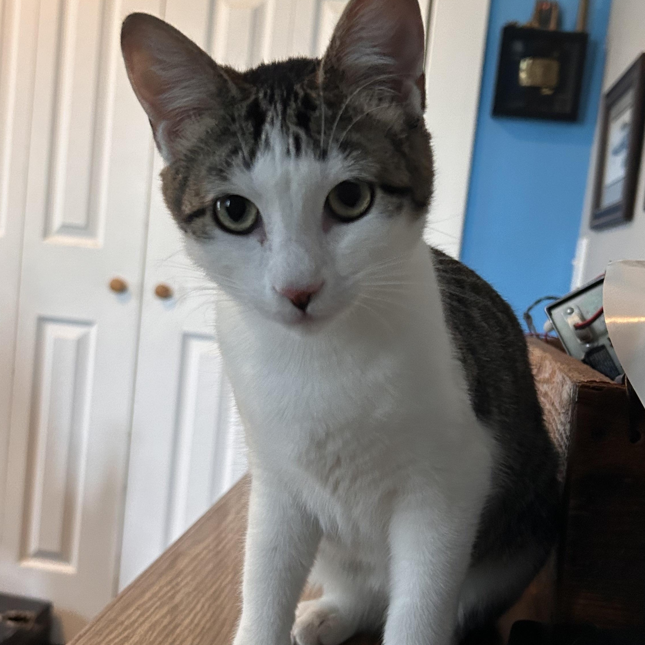 Wilma