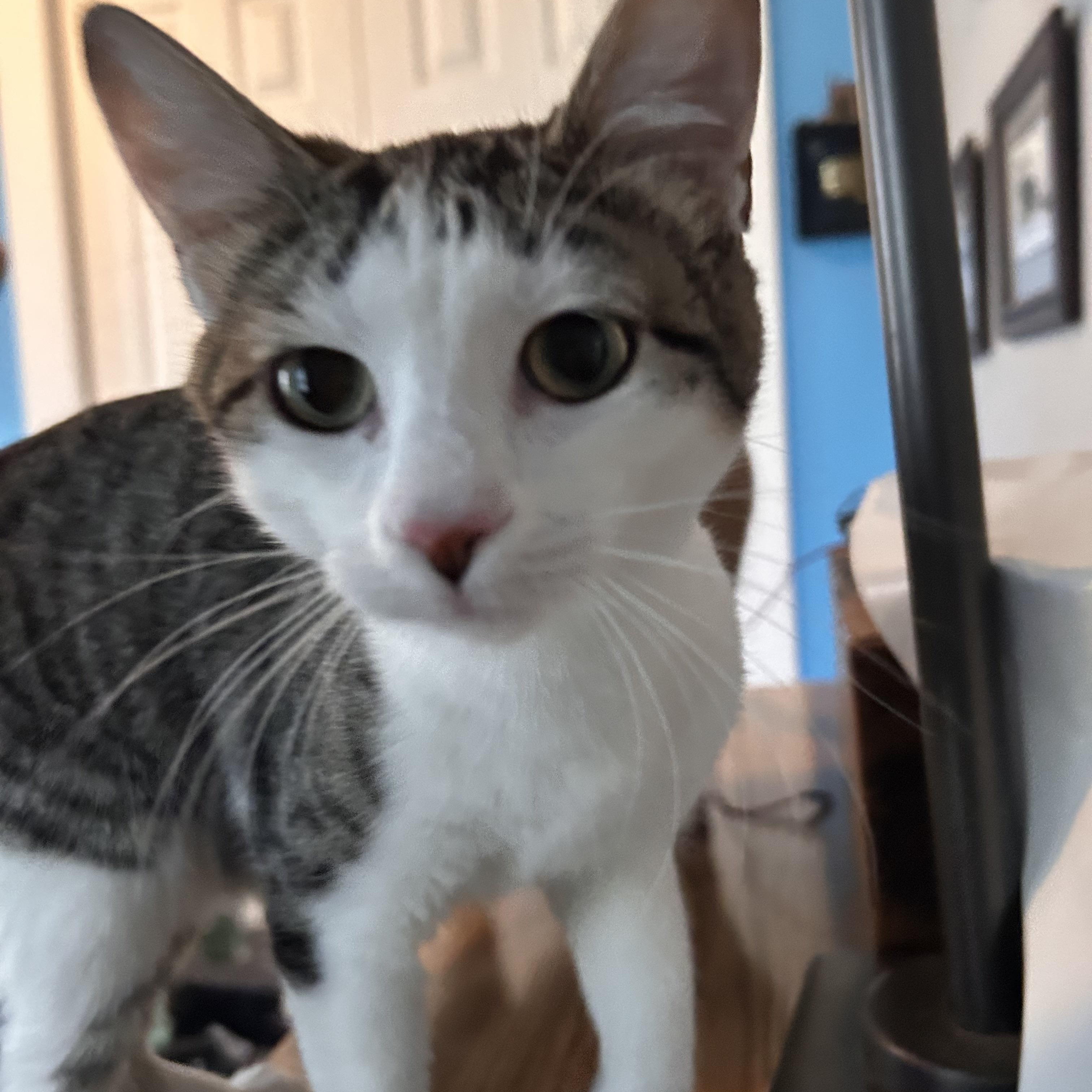 Wilma, an adoptable American Shorthair in Bendena, KS, 66008 | Photo Image 2