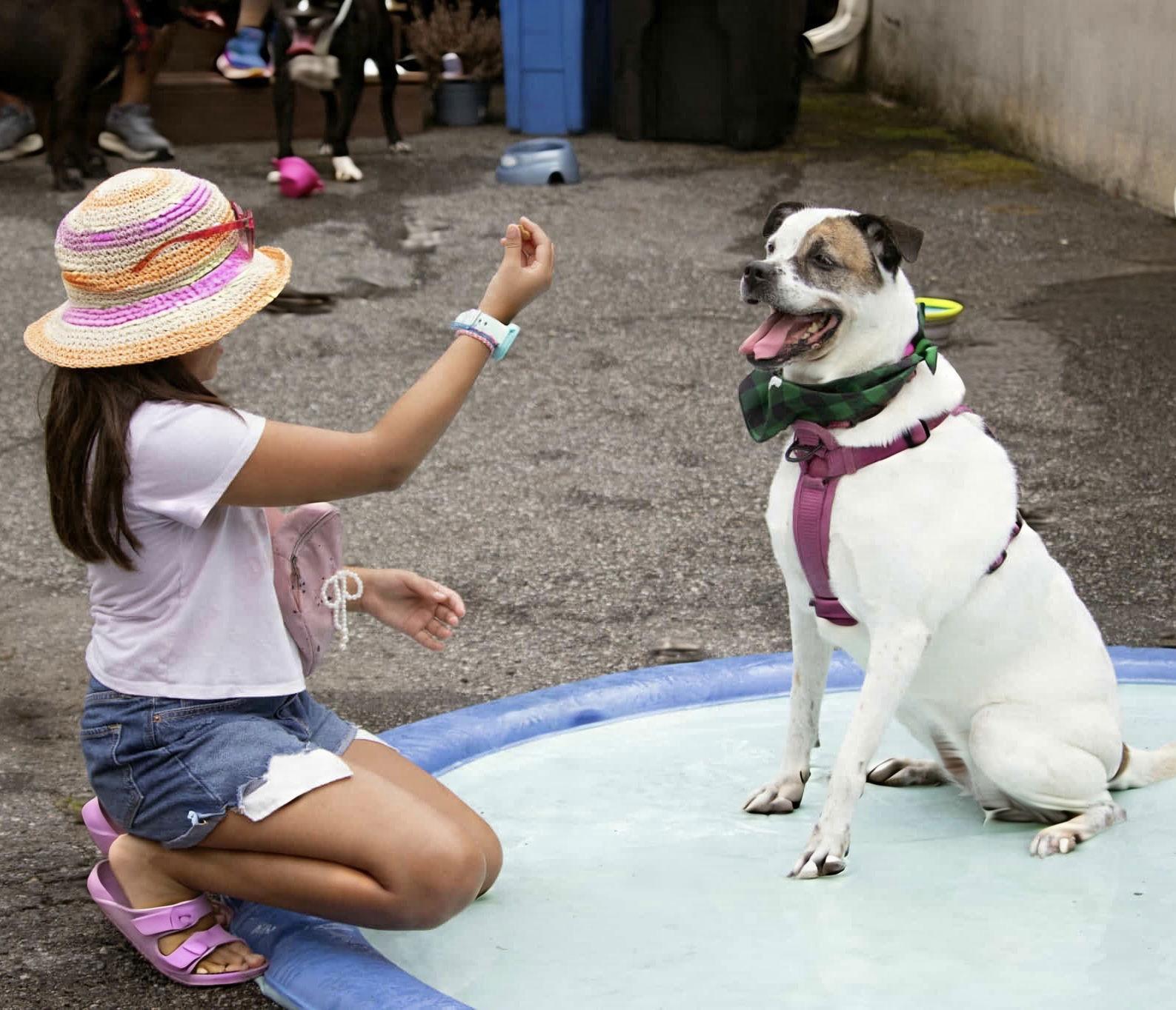 Willa (Foster or Adopter Needed!), Adopted, Adult Female Boxer.