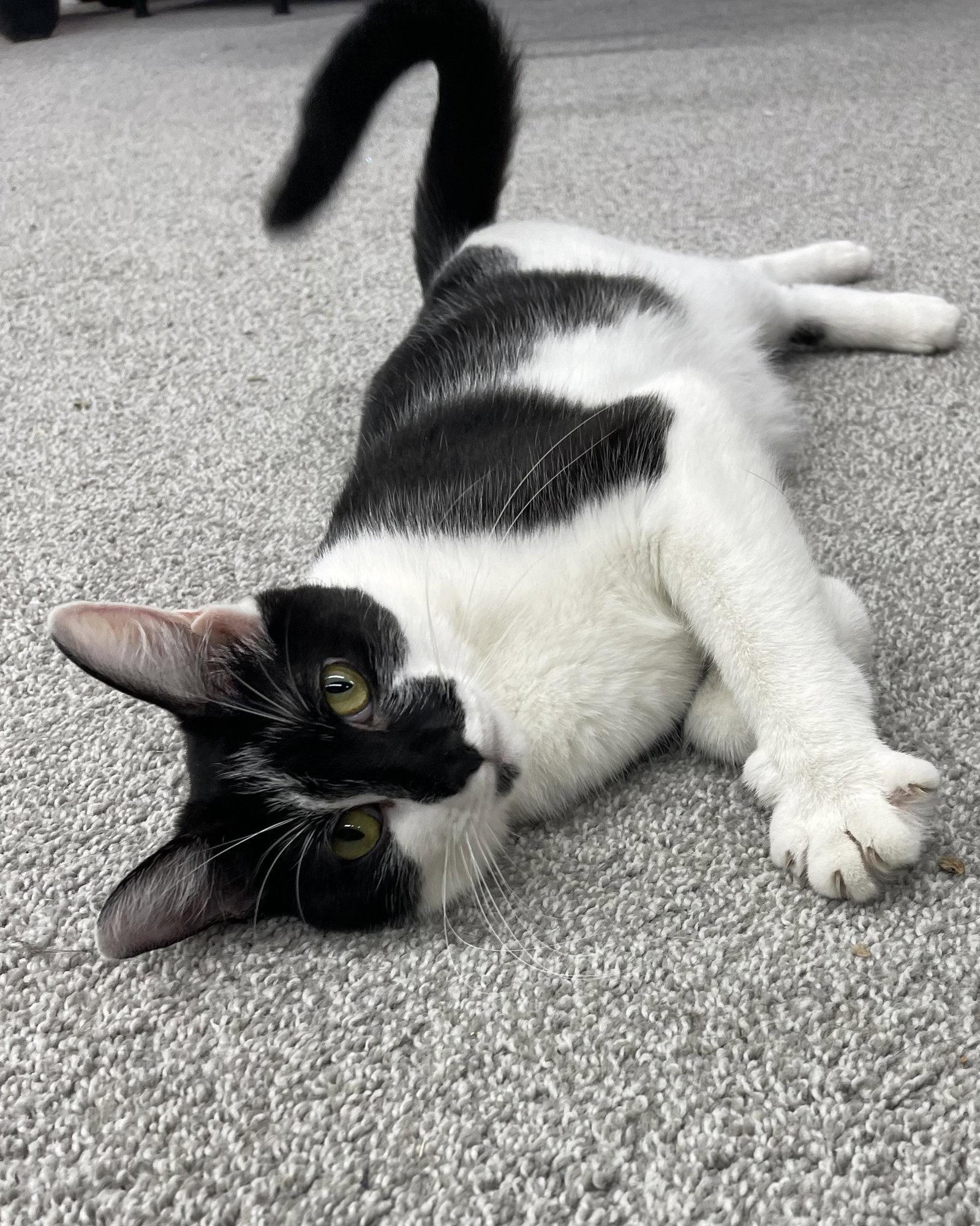 Mama Big Bird, Adoptable, Adult Female Domestic Short Hair.