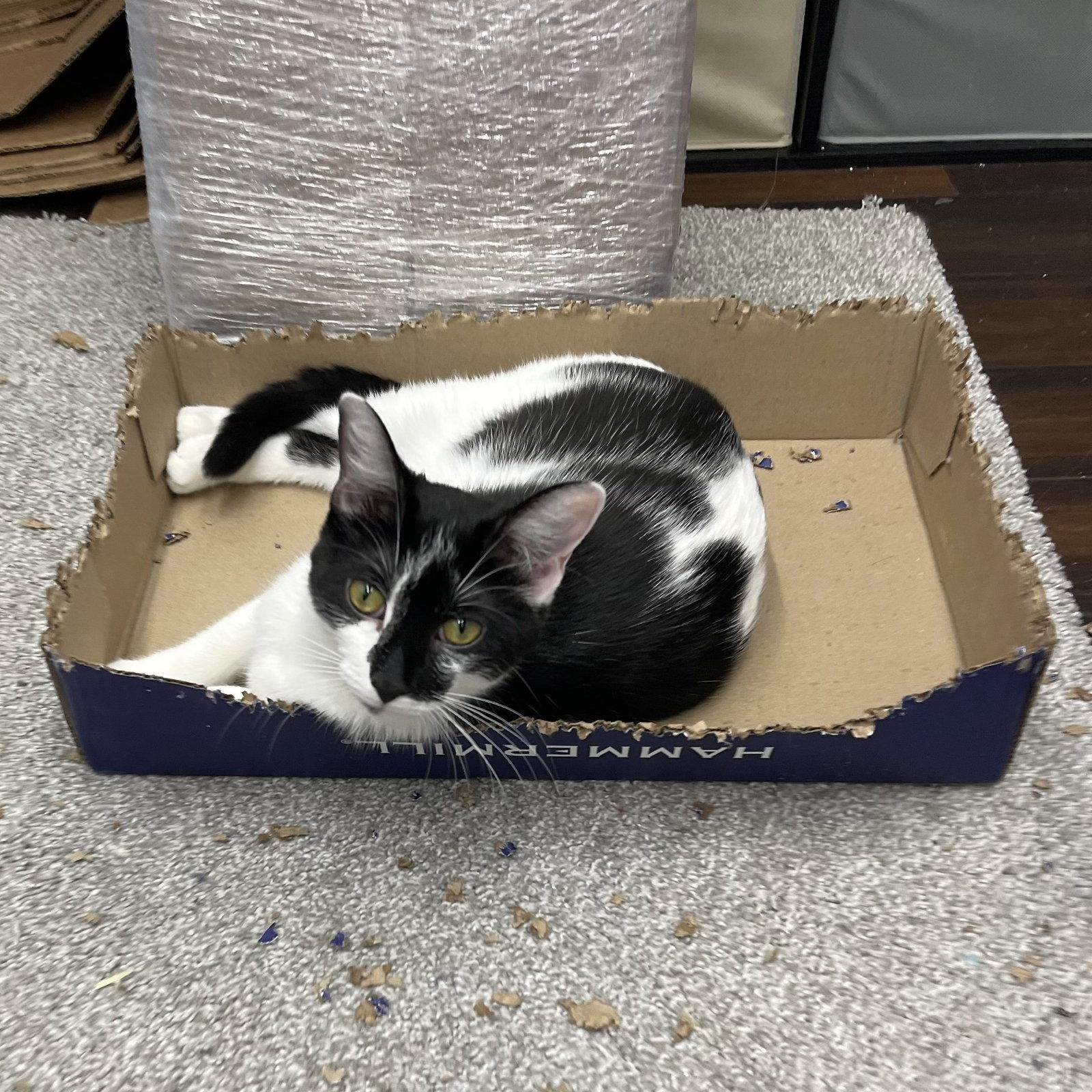 Mama Big Bird, a Adoptable Domestic Short Hair in Rochester, NY image 2/3