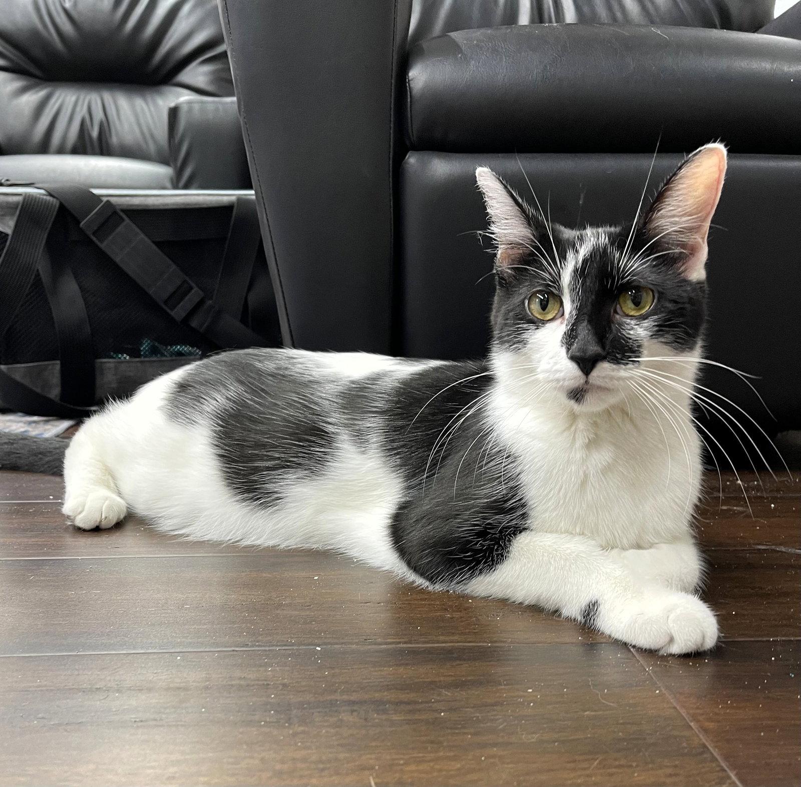 Mama Big Bird, a Adoptable Domestic Short Hair in Rochester, NY image 3/3