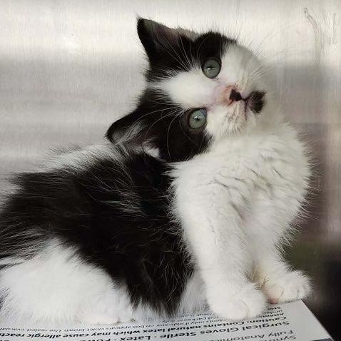 Kiwi, an adopted Domestic Short Hair in Pardeeville, WI image 3/4