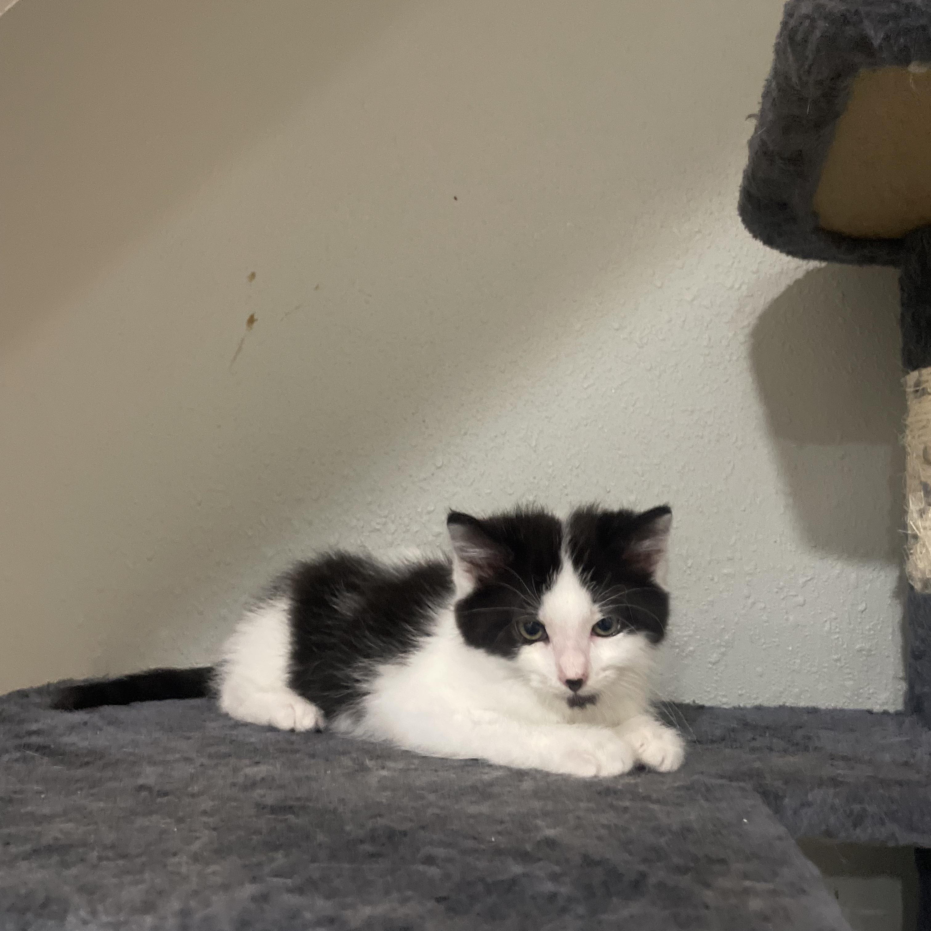 Kiwi, an adopted Domestic Short Hair in Pardeeville, WI image 4/4
