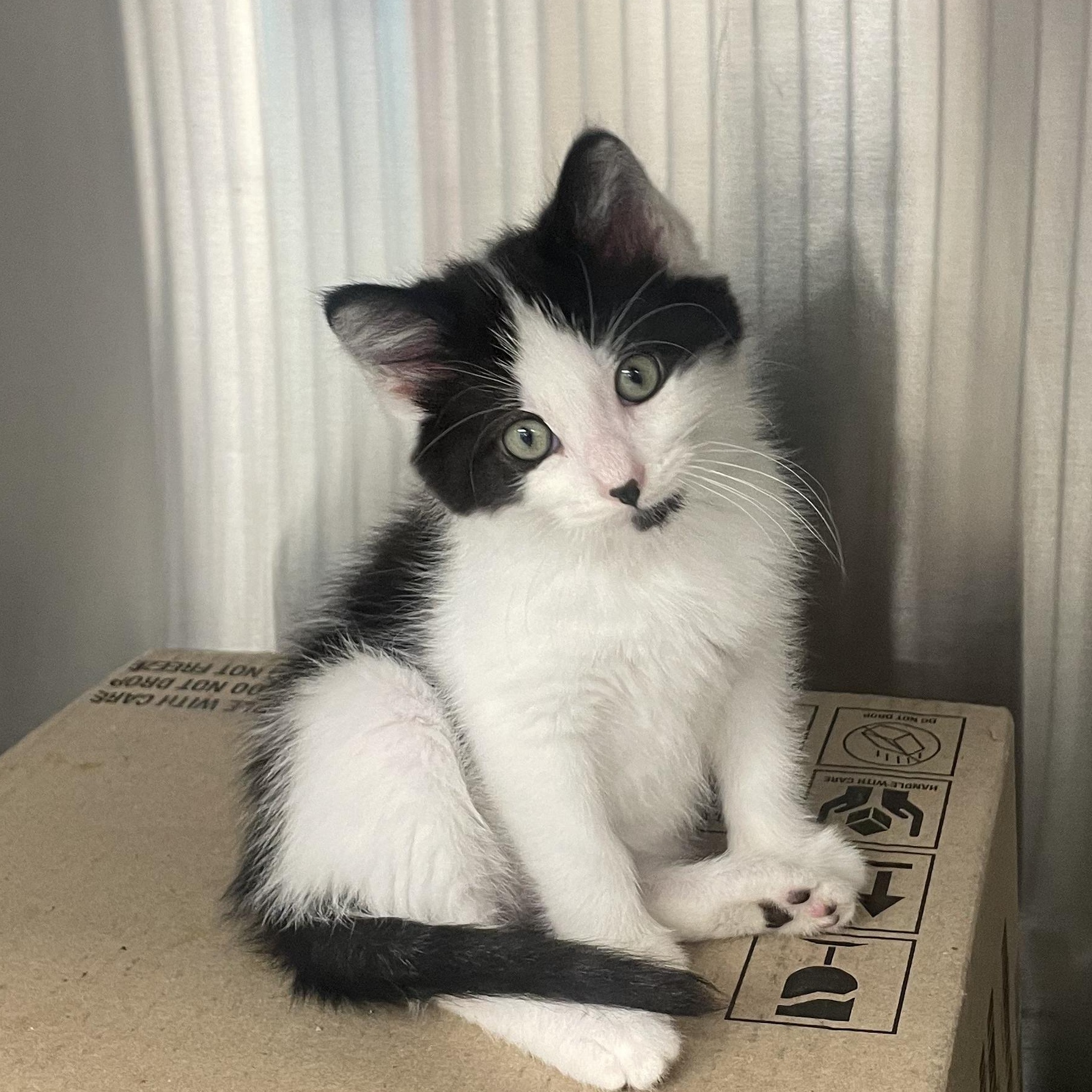 Kiwi, an adopted Domestic Short Hair in Pardeeville, WI image 2/4