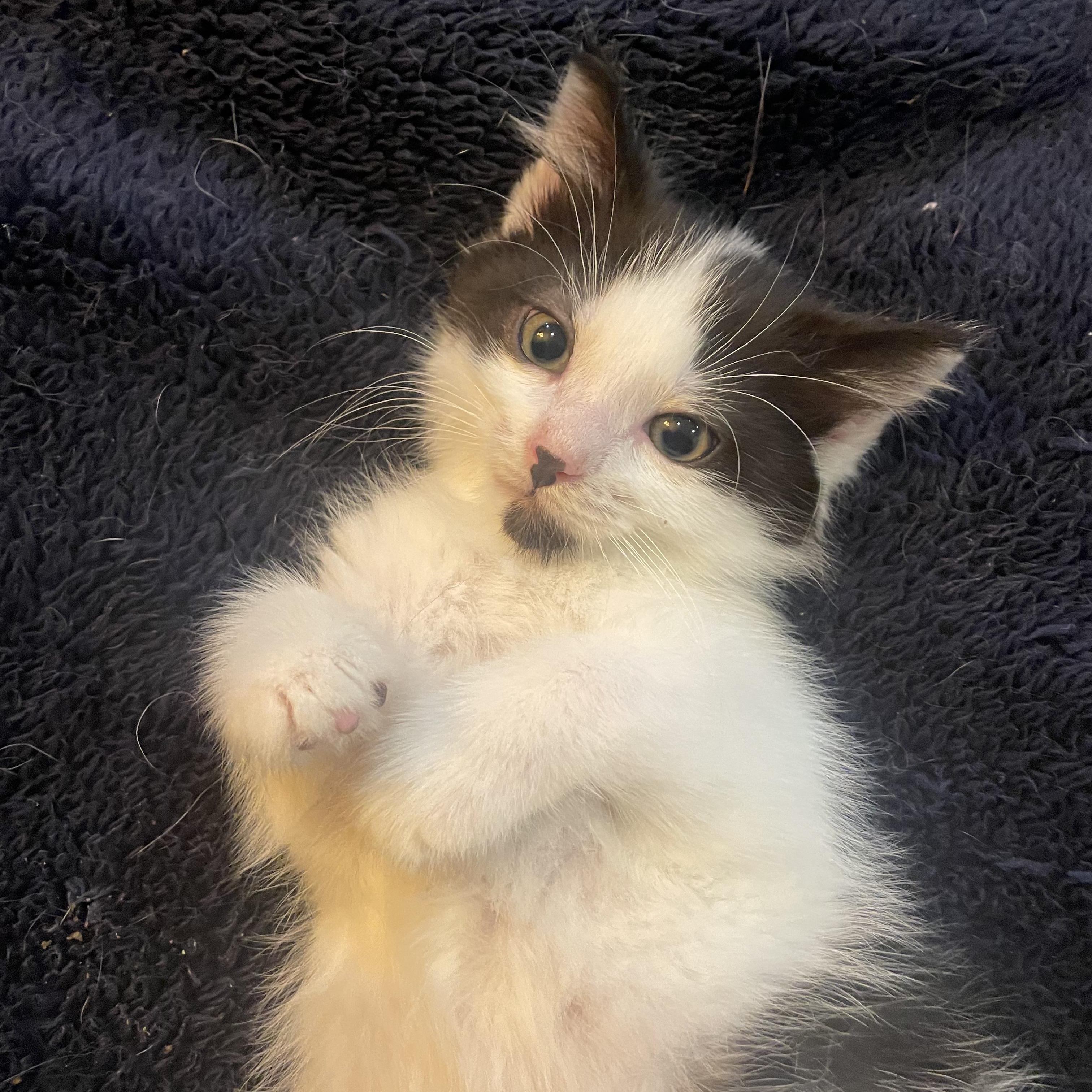 Kiwi, an adopted Domestic Short Hair in Pardeeville, WI image 1/4