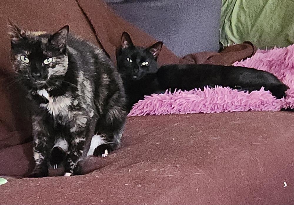 Julia 2023, Adoptable, Adult Female Domestic Short Hair.