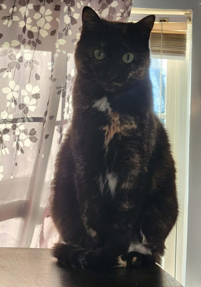 Enlarge Julia 2023, a Adoptable Domestic Short Hair in Virginia Beach, VA image 2/6