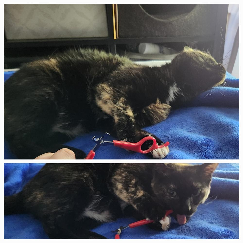 Enlarge Julia 2023, a Adoptable Domestic Short Hair in Virginia Beach, VA image 3/6