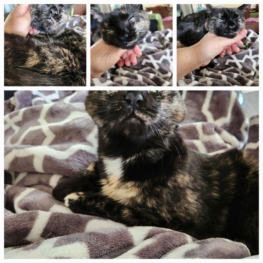 Enlarge Julia 2023, a Adoptable Domestic Short Hair in Virginia Beach, VA image 4/6