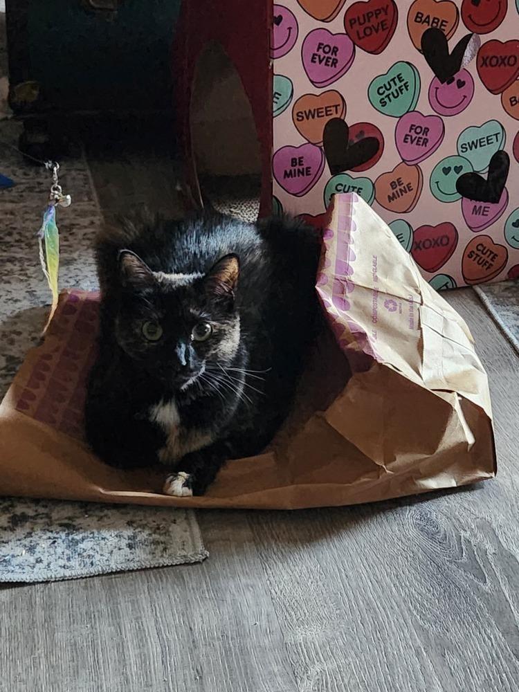 Enlarge Julia 2023, a Adoptable Domestic Short Hair in Virginia Beach, VA image 5/6