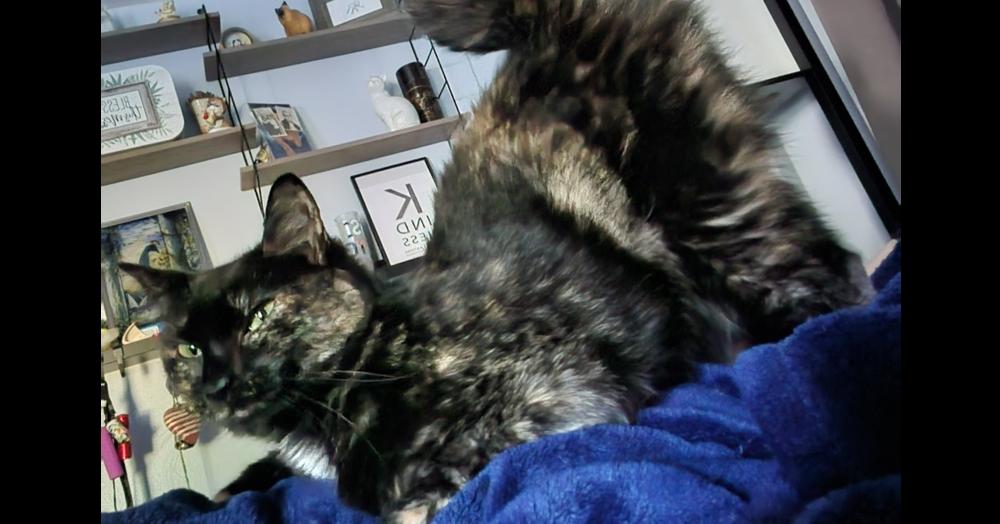 Enlarge Julia 2023, a Adoptable Domestic Short Hair in Virginia Beach, VA image 6/6