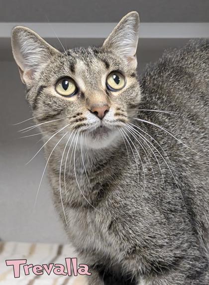 Trevalla, Adoptable, Adult Female Domestic Short Hair & Domestic Short Hair.
