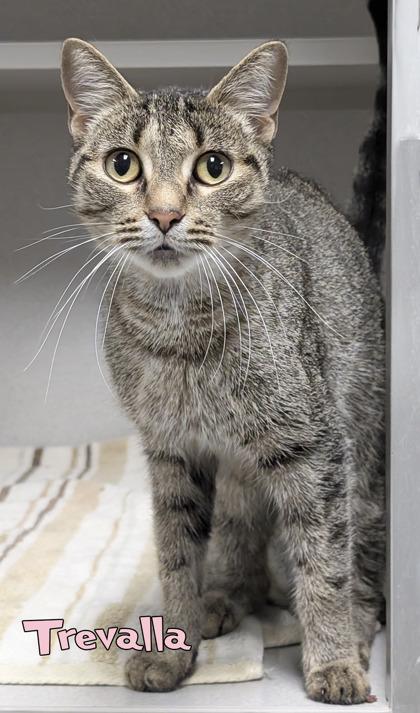 Enlarge Trevalla, a Adoptable mixed breed in Mason, MI image 2/2