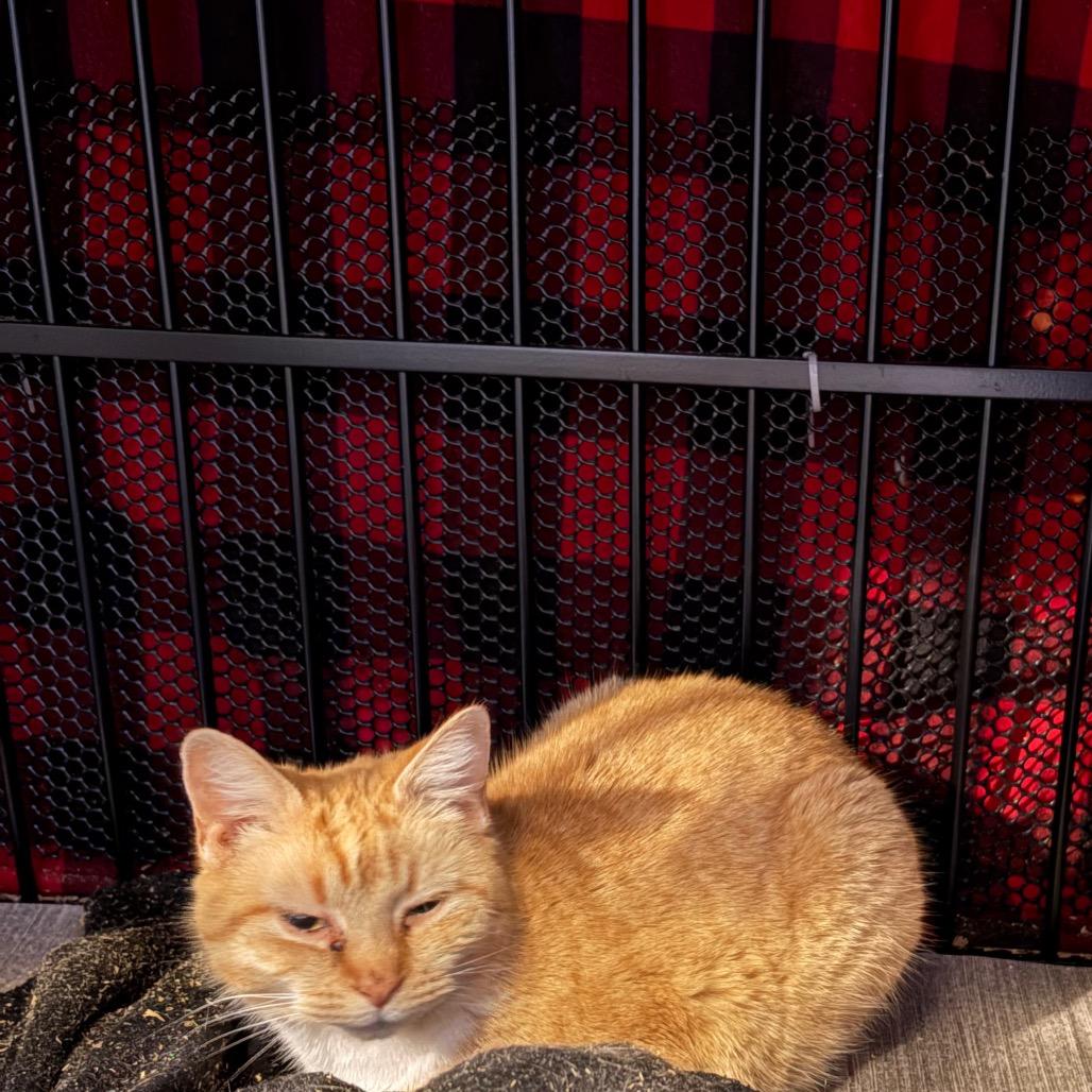 zinna, Adoptable, Adult Female Domestic Short Hair.