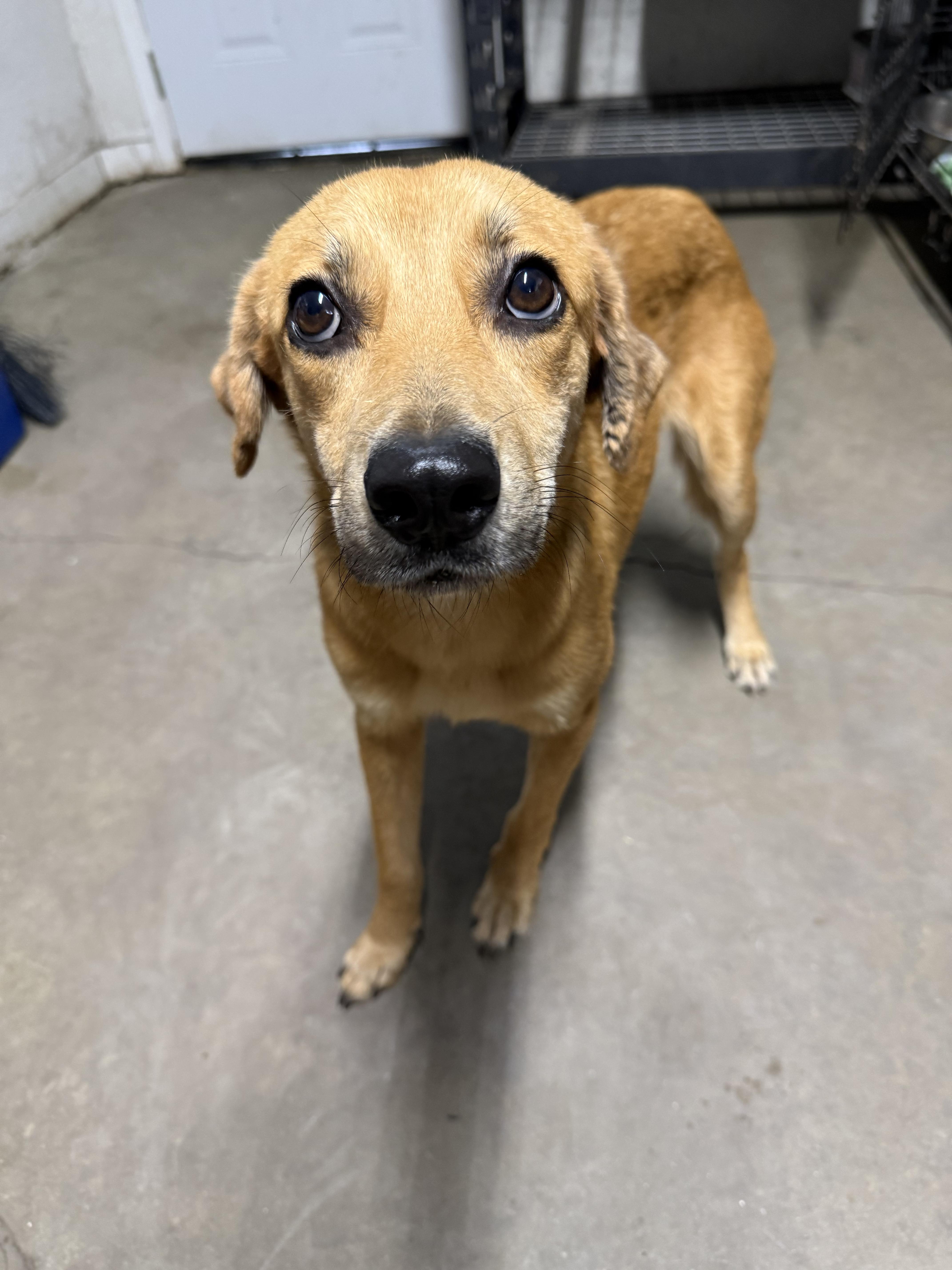 Enlarge Goldie, a Adoptable mixed breed in Boston, MA image 6/6
