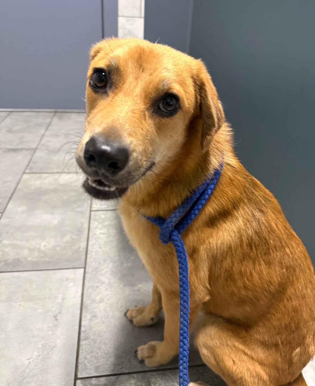 Goldie, Adoptable, Young Male Golden Retriever & Chihuahua.