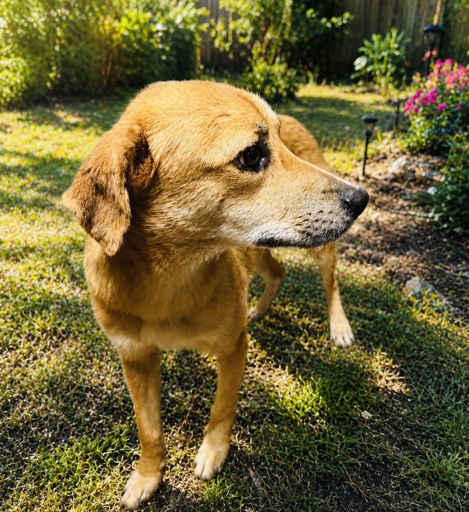 Enlarge Goldie, a Adoptable mixed breed in Boston, MA image 5/6