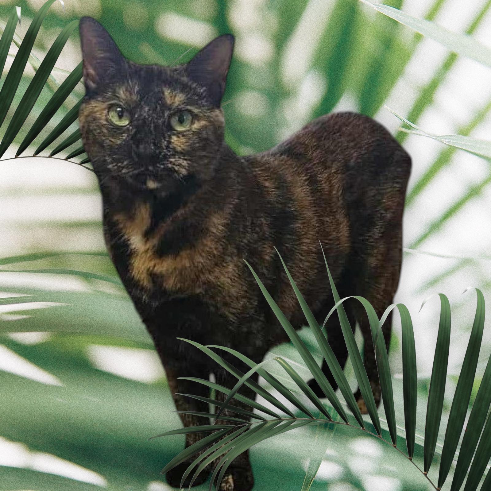 Enlarge Louise-CT, a Adoptable Tortoiseshell in Stratford, CT image 1/3