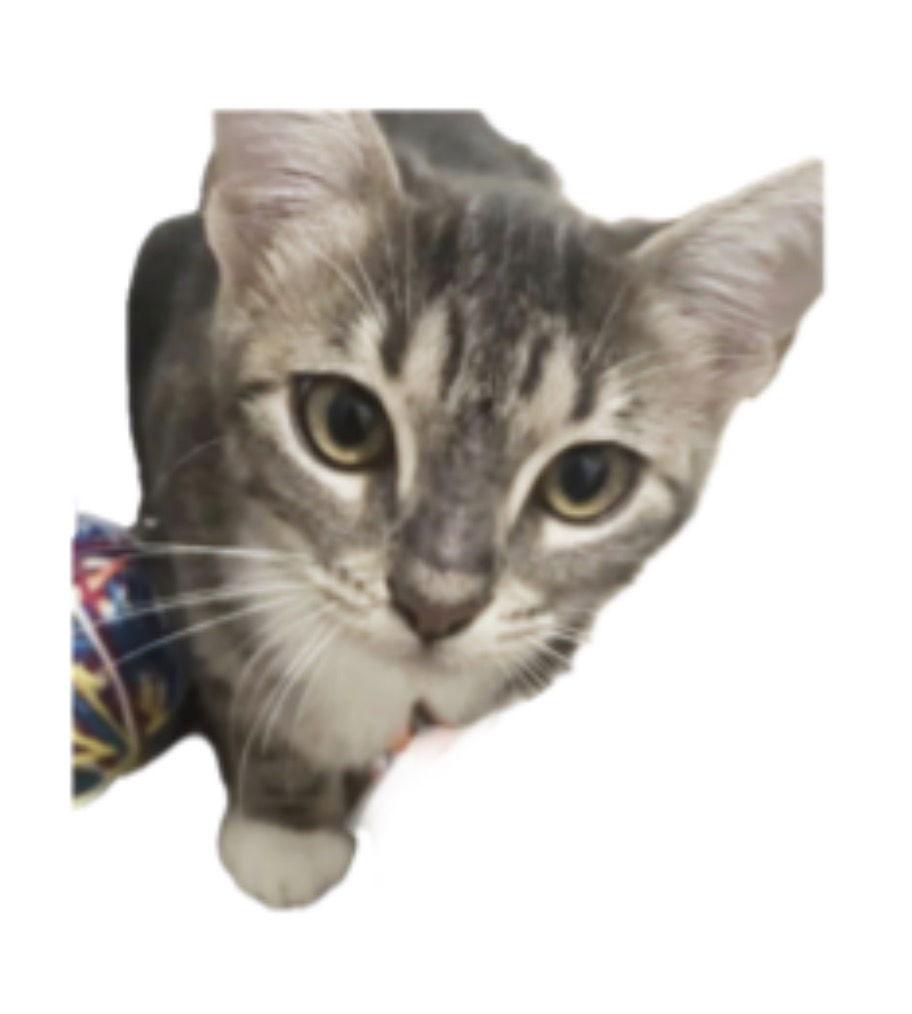 Enlarge Peach, a Adoptable mixed breed in Alpharetta, GA image 1/3