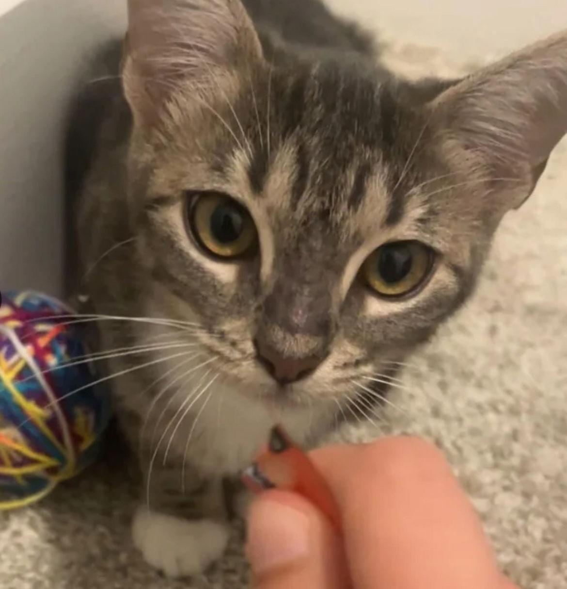 Enlarge Peach, a Adoptable mixed breed in Alpharetta, GA image 2/3