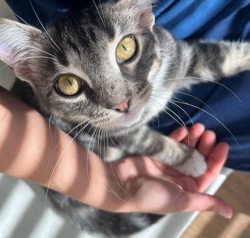 Enlarge Peach, a Adoptable mixed breed in Alpharetta, GA image 3/3