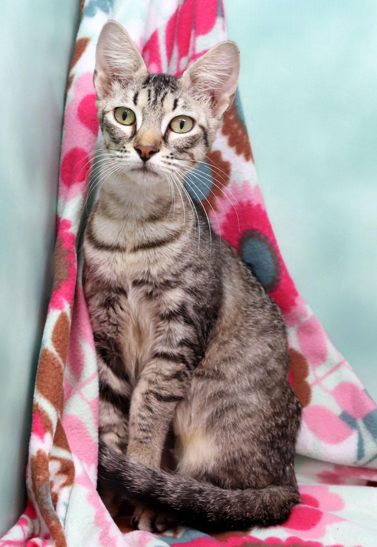 Annie Oakley, Adoptable, Young Female Domestic Short Hair.