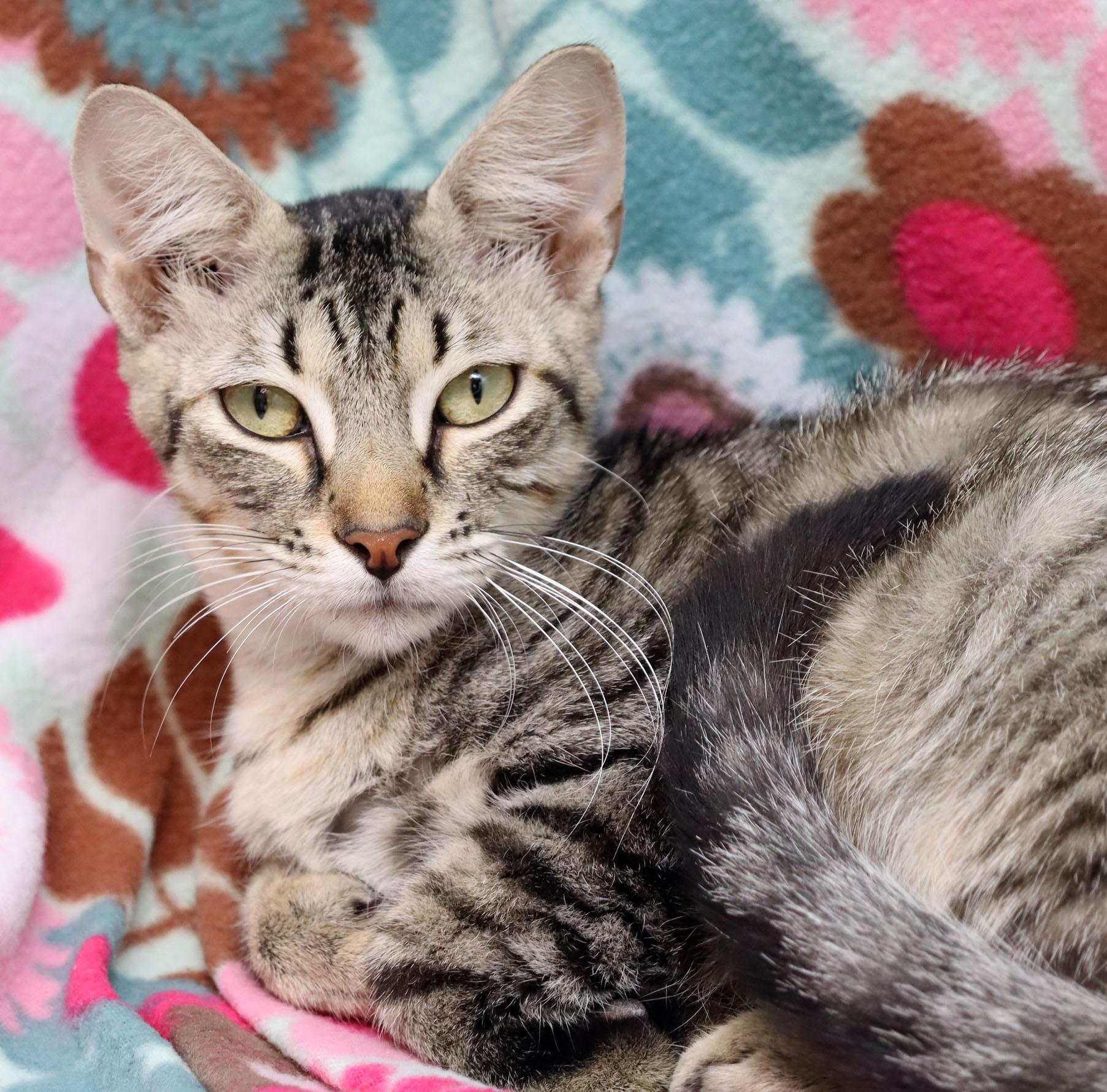 Annie Oakley, Adoptable, Young Female Domestic Short Hair.