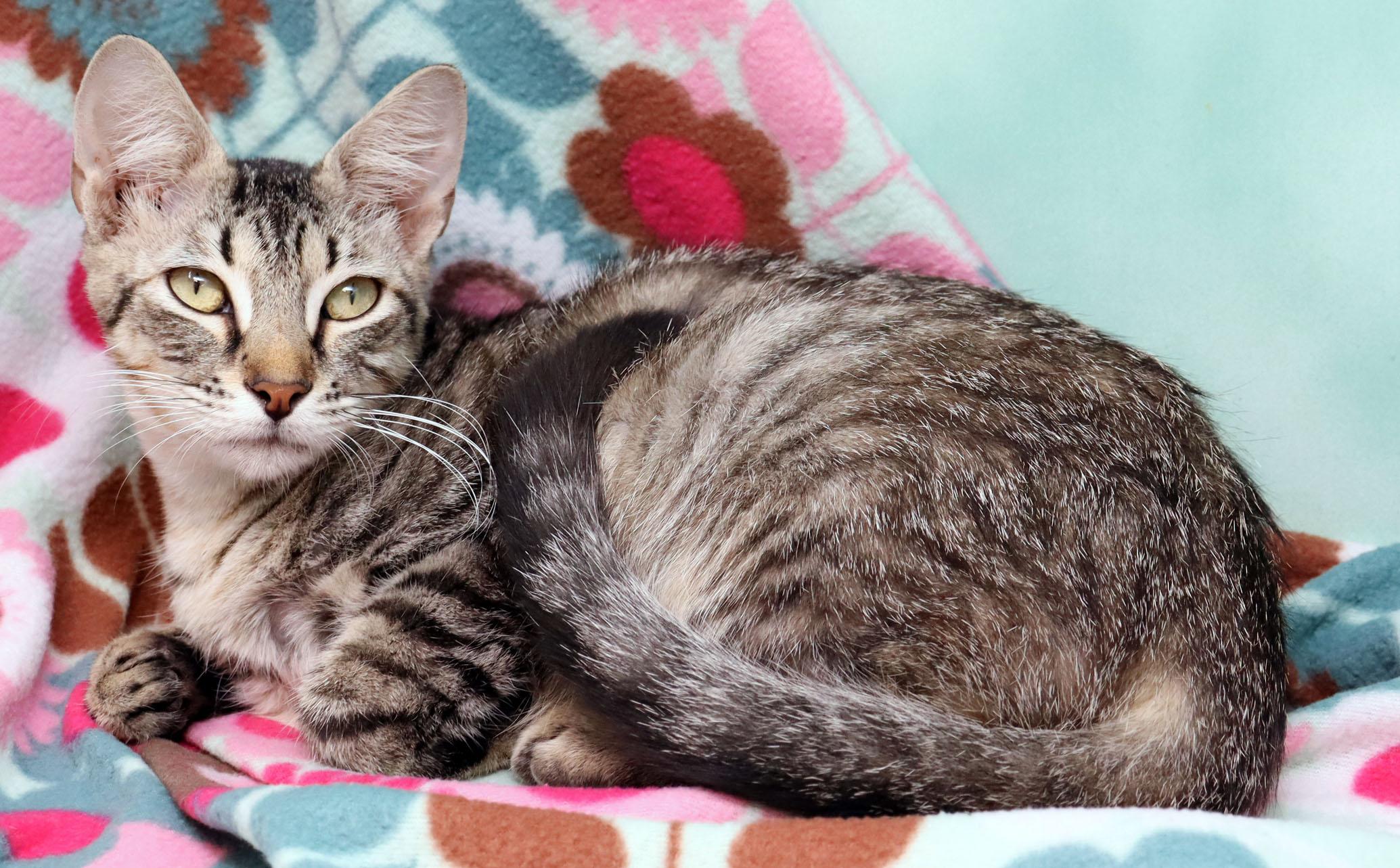 Enlarge Annie Oakley, a Adoptable Domestic Short Hair in Tierra Verde, FL image 3/3