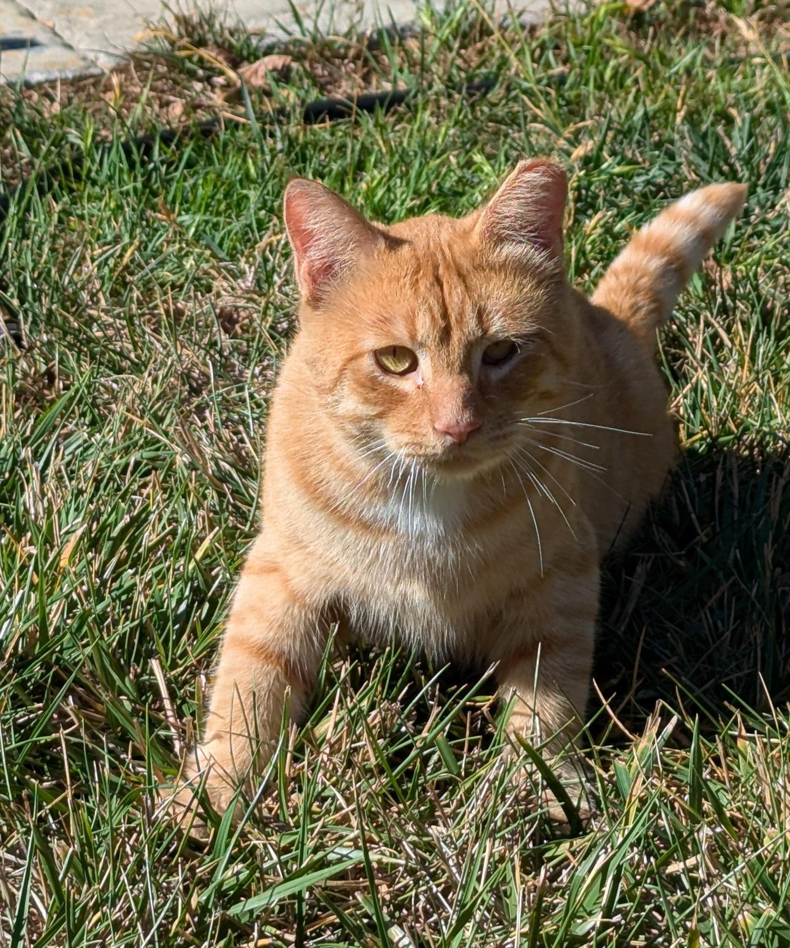 Milo, Adoptable, Adult Male Domestic Short Hair.