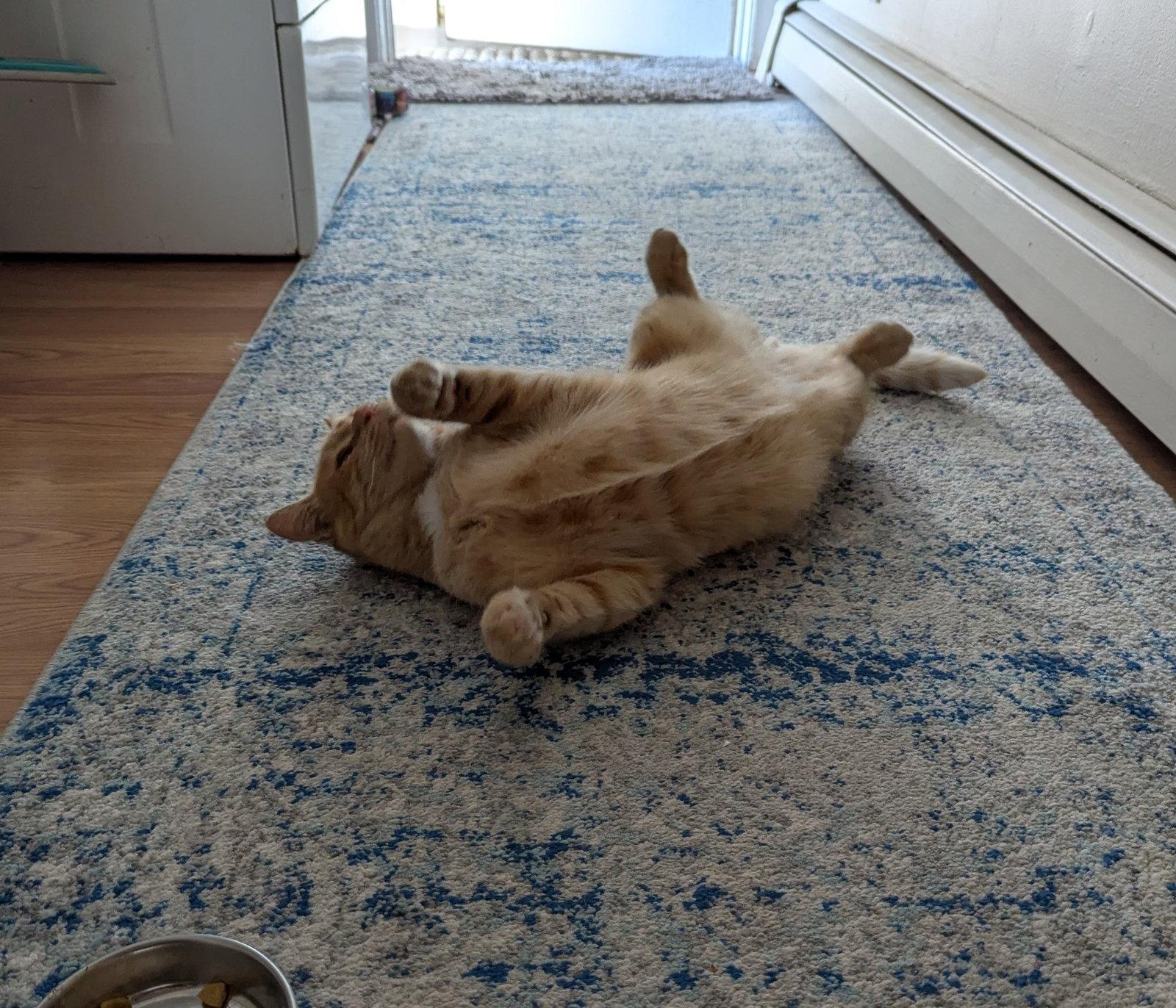 Enlarge Milo, a Adoptable Domestic Short Hair in San Jose, CA image 2/3
