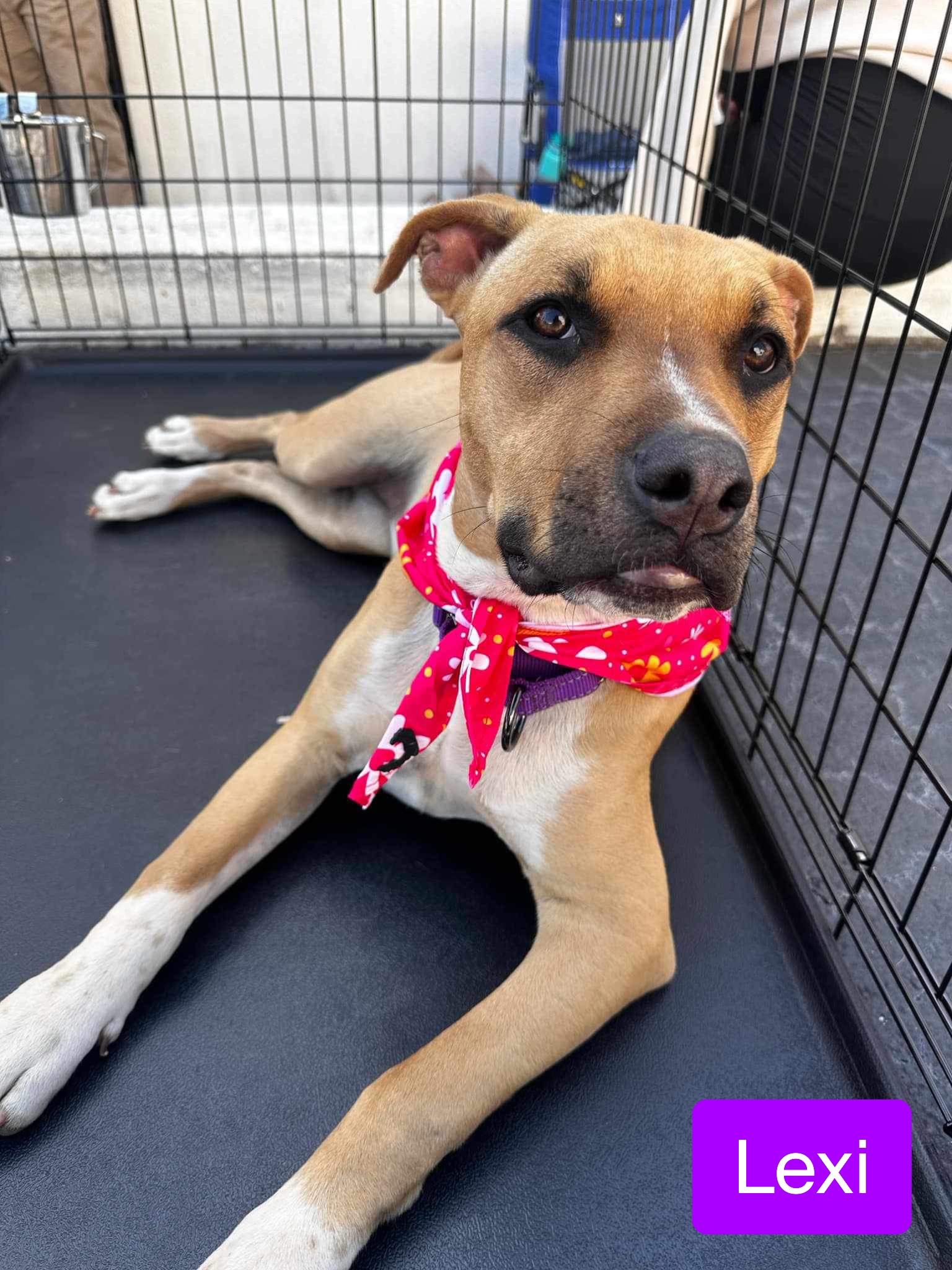 Lexi, a Adoptable mixed breed in Stockbridge, GA image 2/3