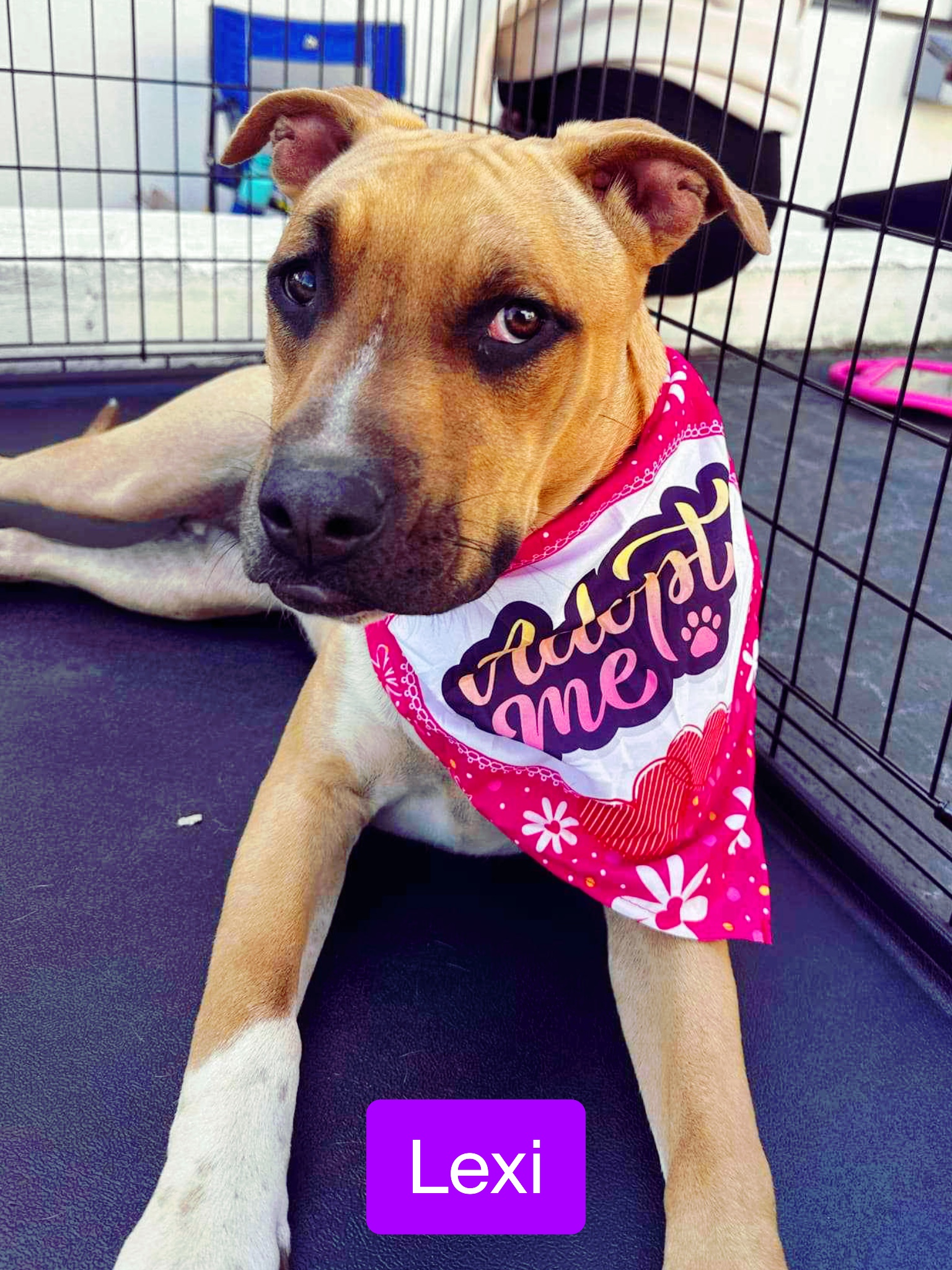 Lexi, a Adoptable mixed breed in Stockbridge, GA image 3/3