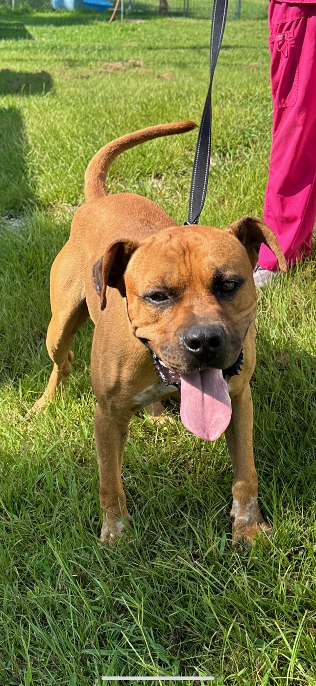 Trigger, Adopted, Adult Male Boxer.