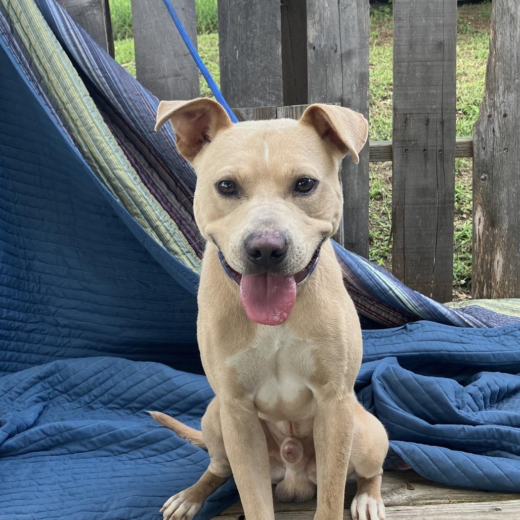 Banjo, Adoptable, Young Male Mixed Breed.