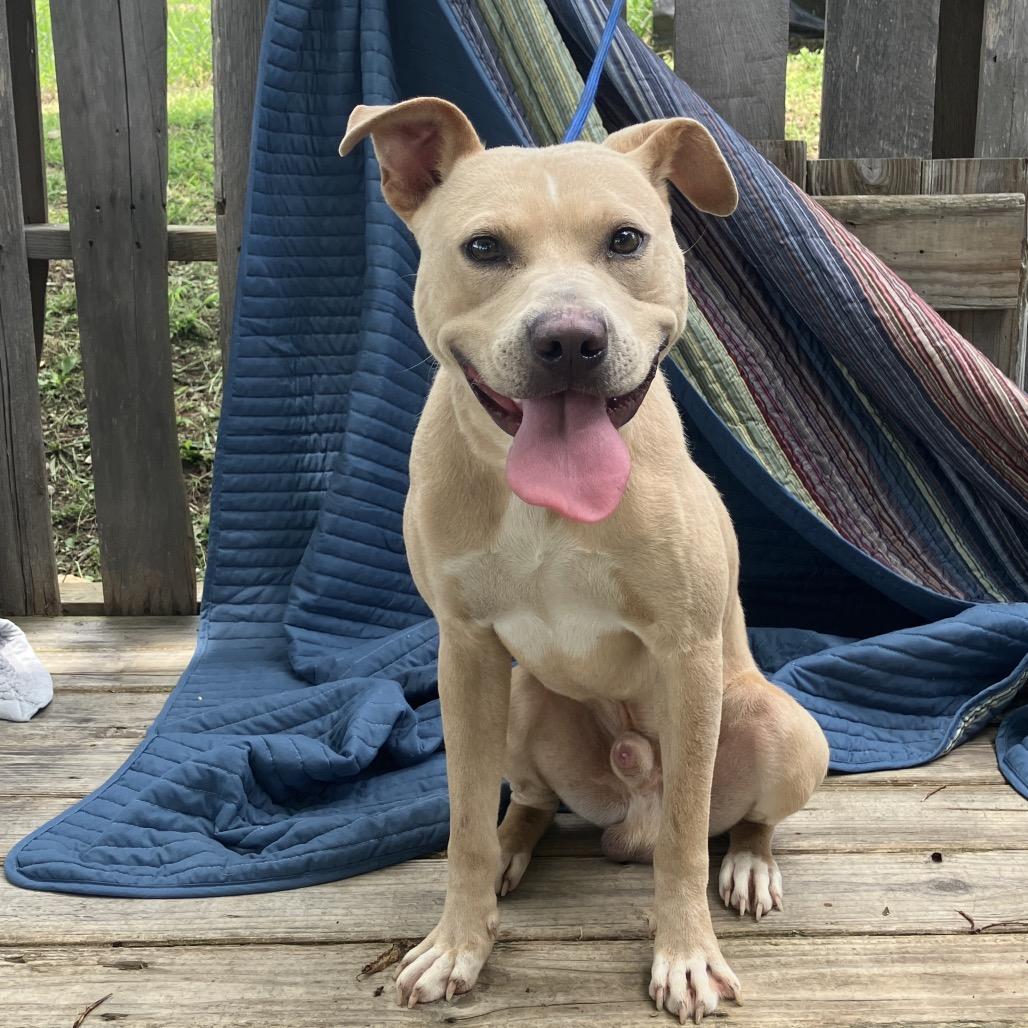 Banjo, a Adoptable Mixed Breed in Pulaski, TN image 2/6