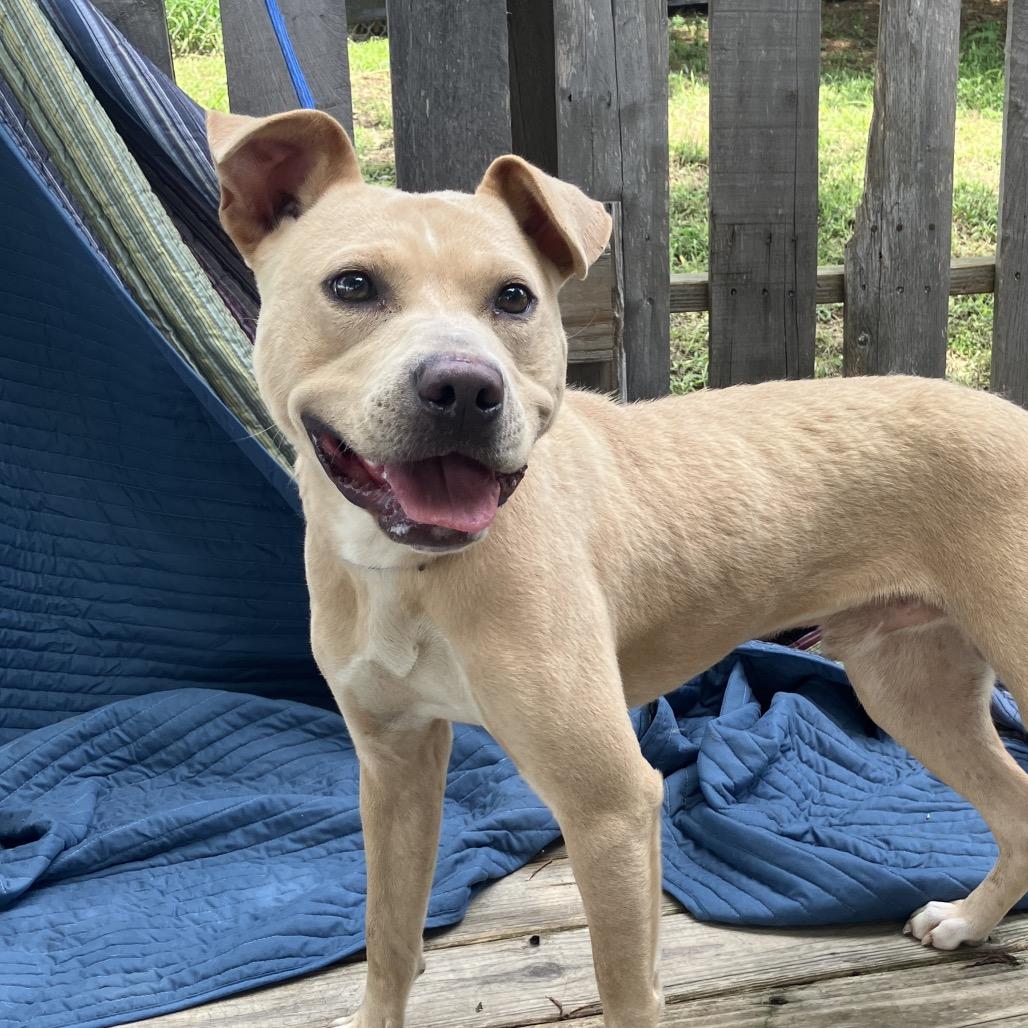 Banjo, a Adoptable Mixed Breed in Pulaski, TN image 3/6