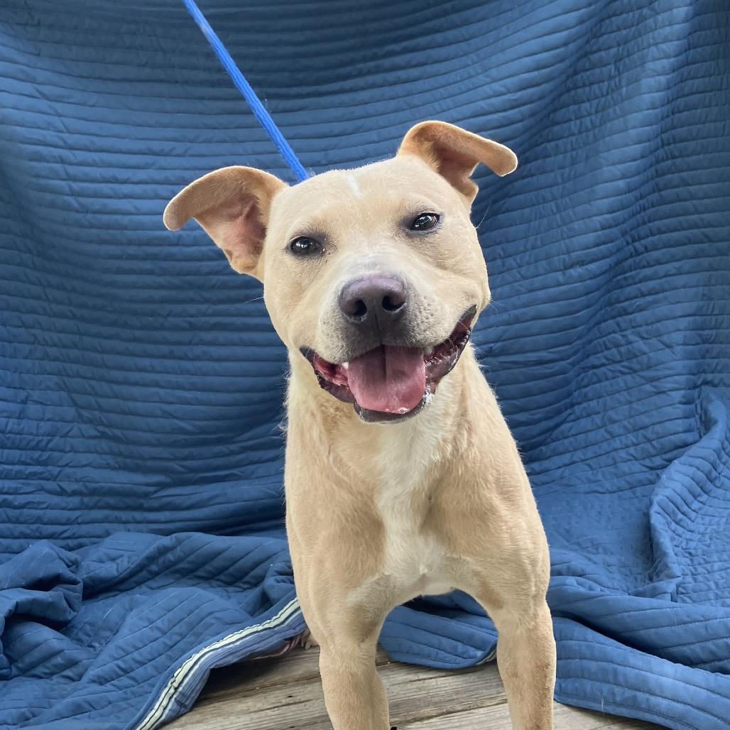 Banjo, a Adoptable Mixed Breed in Pulaski, TN image 4/6
