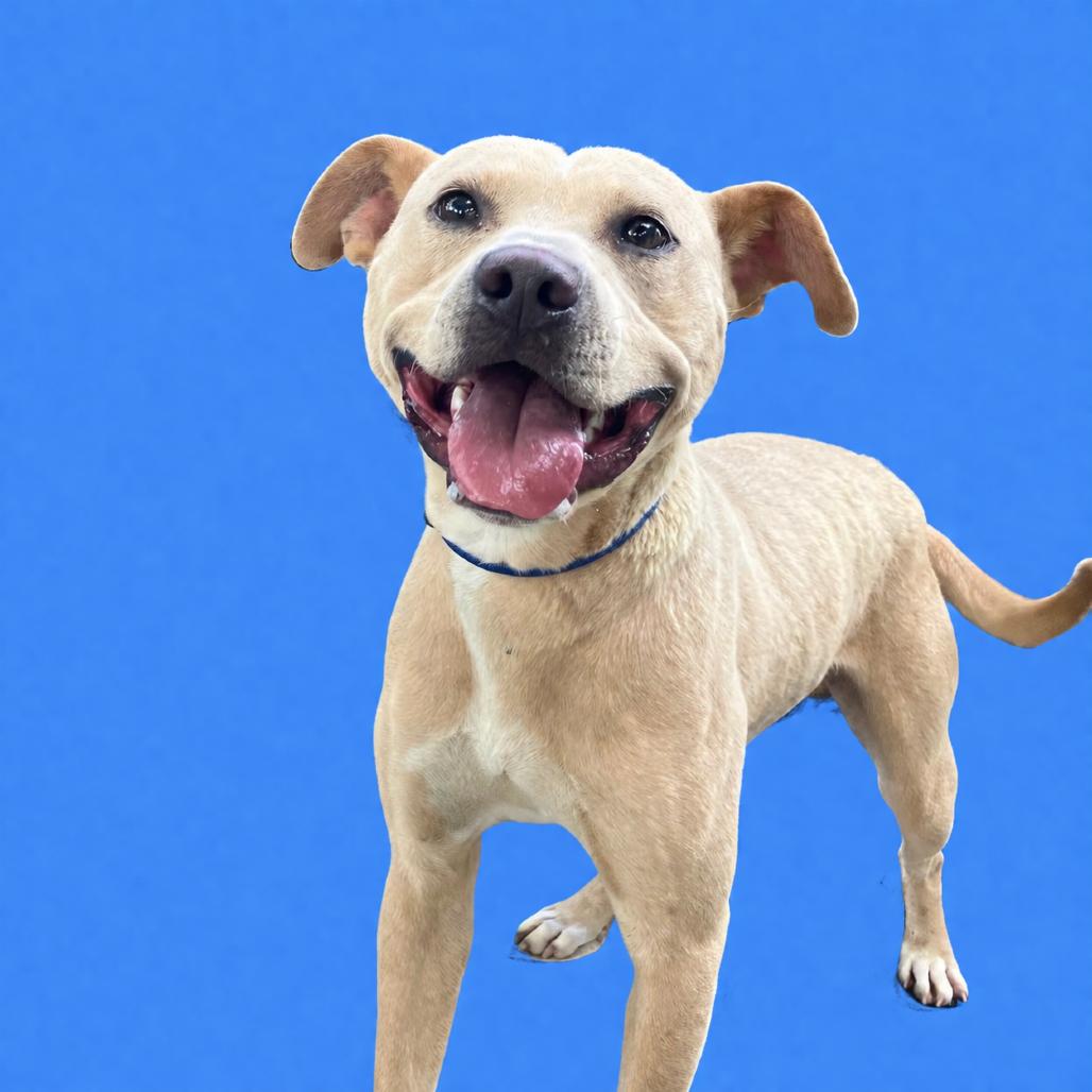 Banjo, a Adoptable Mixed Breed in Pulaski, TN image 5/6