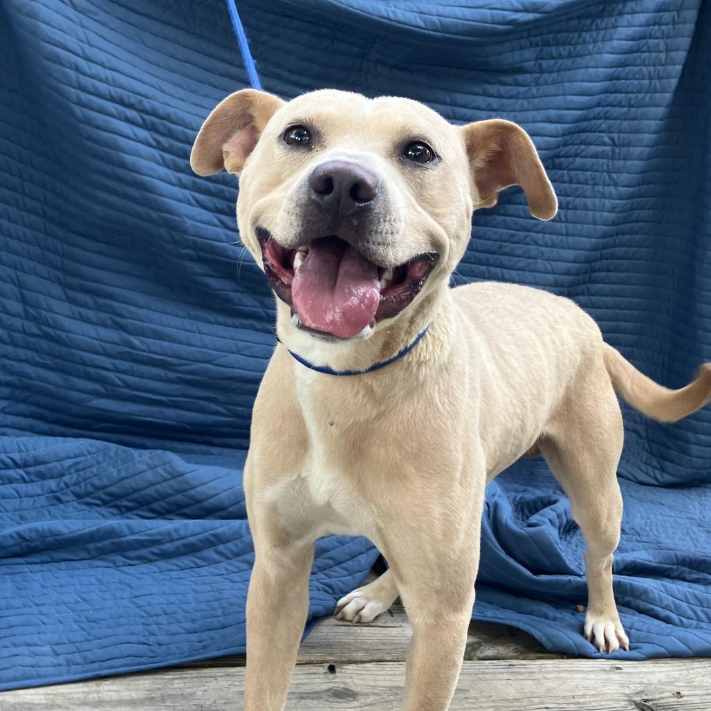 Banjo, a Adoptable Mixed Breed in Pulaski, TN image 6/6