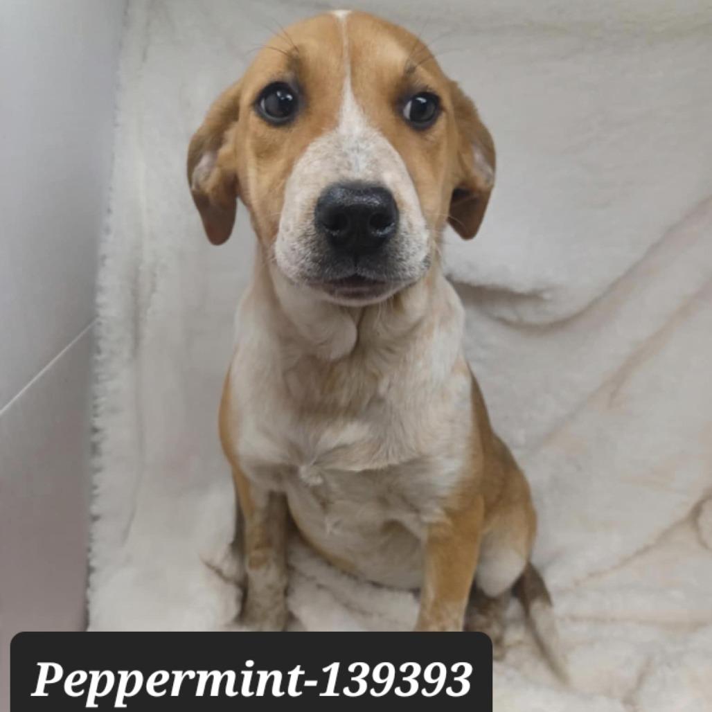 Enlarge Peppermint, a Adoptable Hound in New Tazewell, TN image 1/1