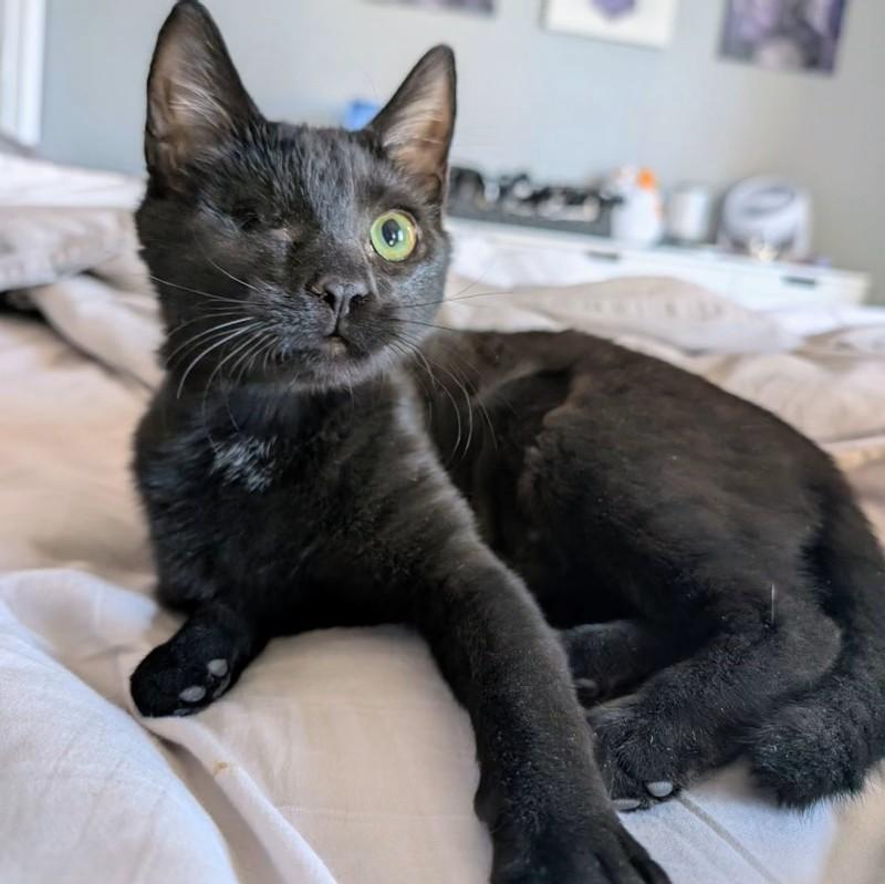 Ember, ADOPTABLE, Young Female Domestic Short Hair.