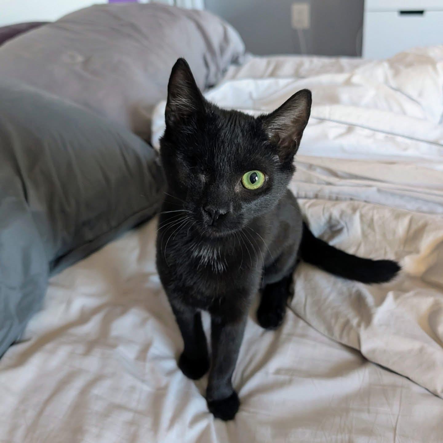 Enlarge Ember, a ADOPTABLE Domestic Short Hair in Leesburg, VA image 2/4